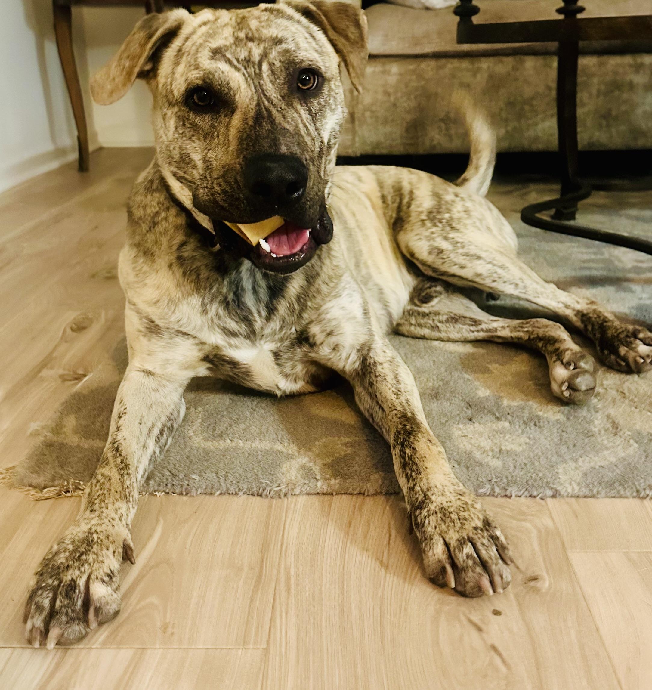 Onyx, Adoptable, Adult Male Mountain Cur & Great Dane.