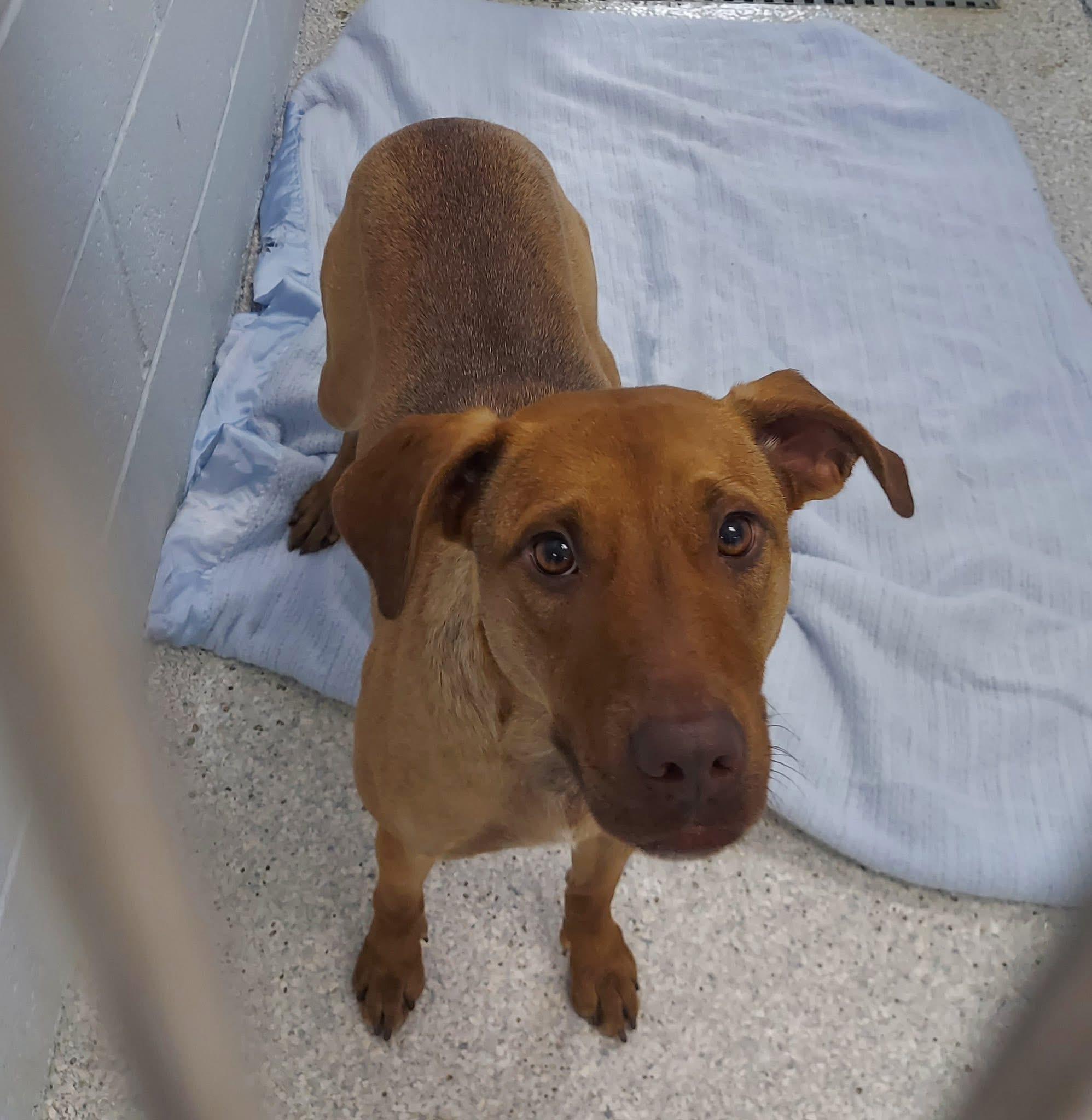 レトリバー Dogs for Adoption Near 86406, AZ | Petfinder