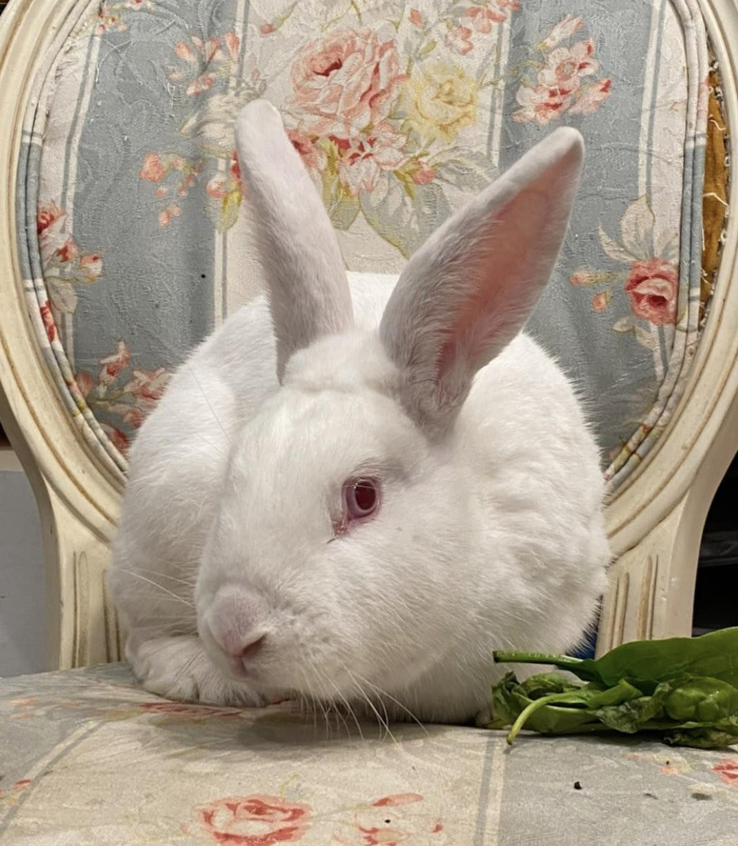 Enlarge Daisy, a Adopted mixed breed in Port Jefferson Station, NY image 1/1