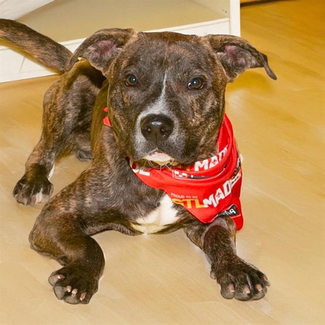 GRIZZLY, Adoptable, Young Male Plott Hound & Pit Bull Terrier.