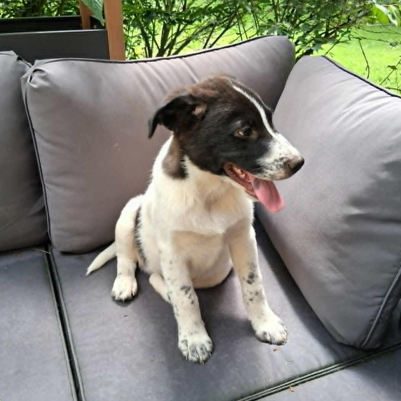 Enlarge Puppy 5, a ADOPTABLE mixed breed in North Jackson, OH image 4/5