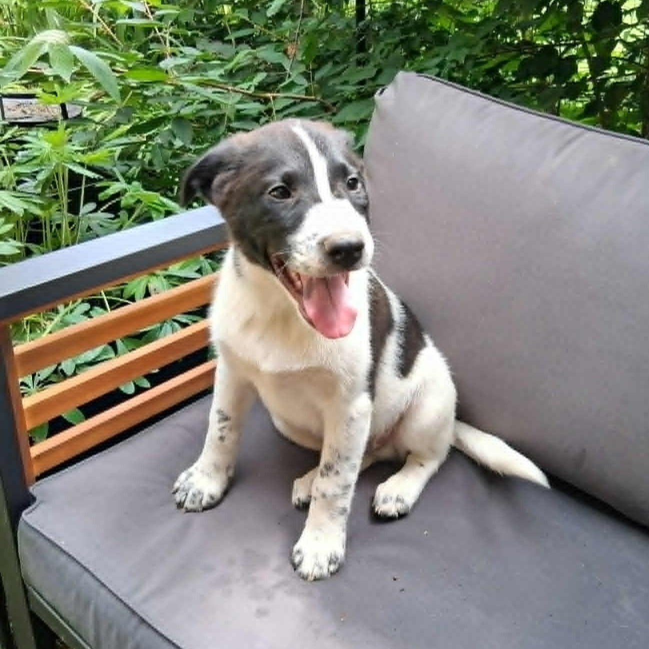 Enlarge Puppy 5, a ADOPTABLE mixed breed in North Jackson, OH image 5/5