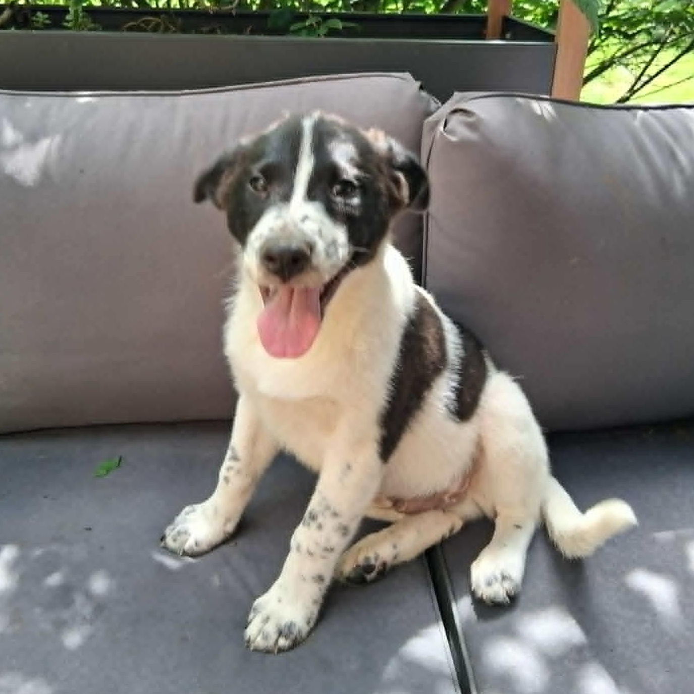Enlarge Puppy 5, a ADOPTABLE mixed breed in North Jackson, OH image 3/5