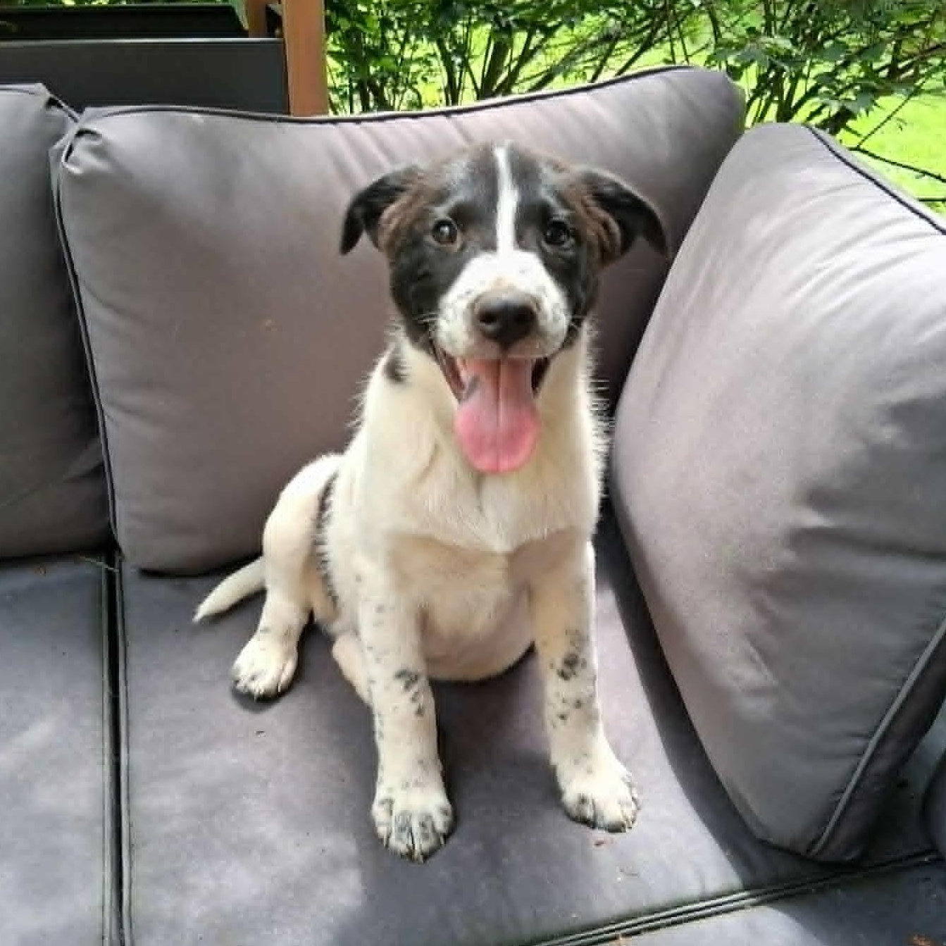 Enlarge Puppy 5, a ADOPTABLE mixed breed in North Jackson, OH image 1/5
