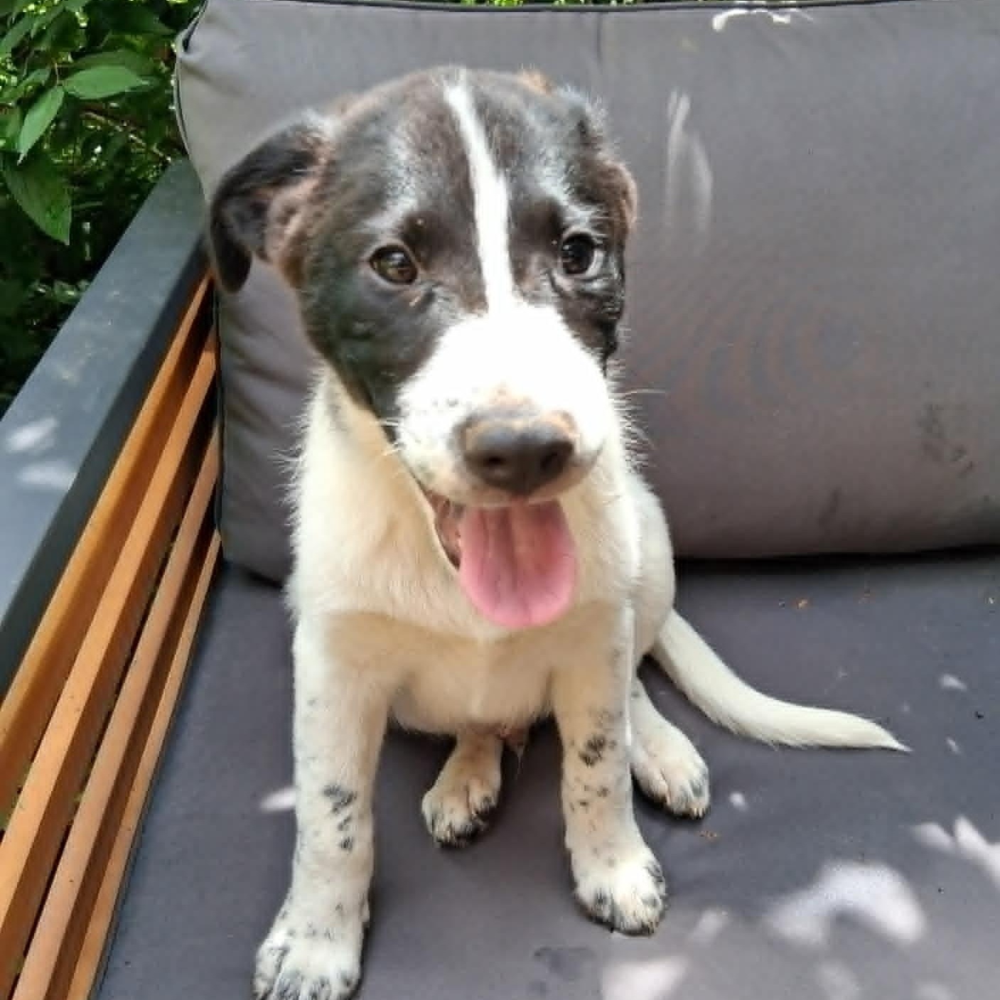 Enlarge Puppy 5, a ADOPTABLE mixed breed in North Jackson, OH image 2/5