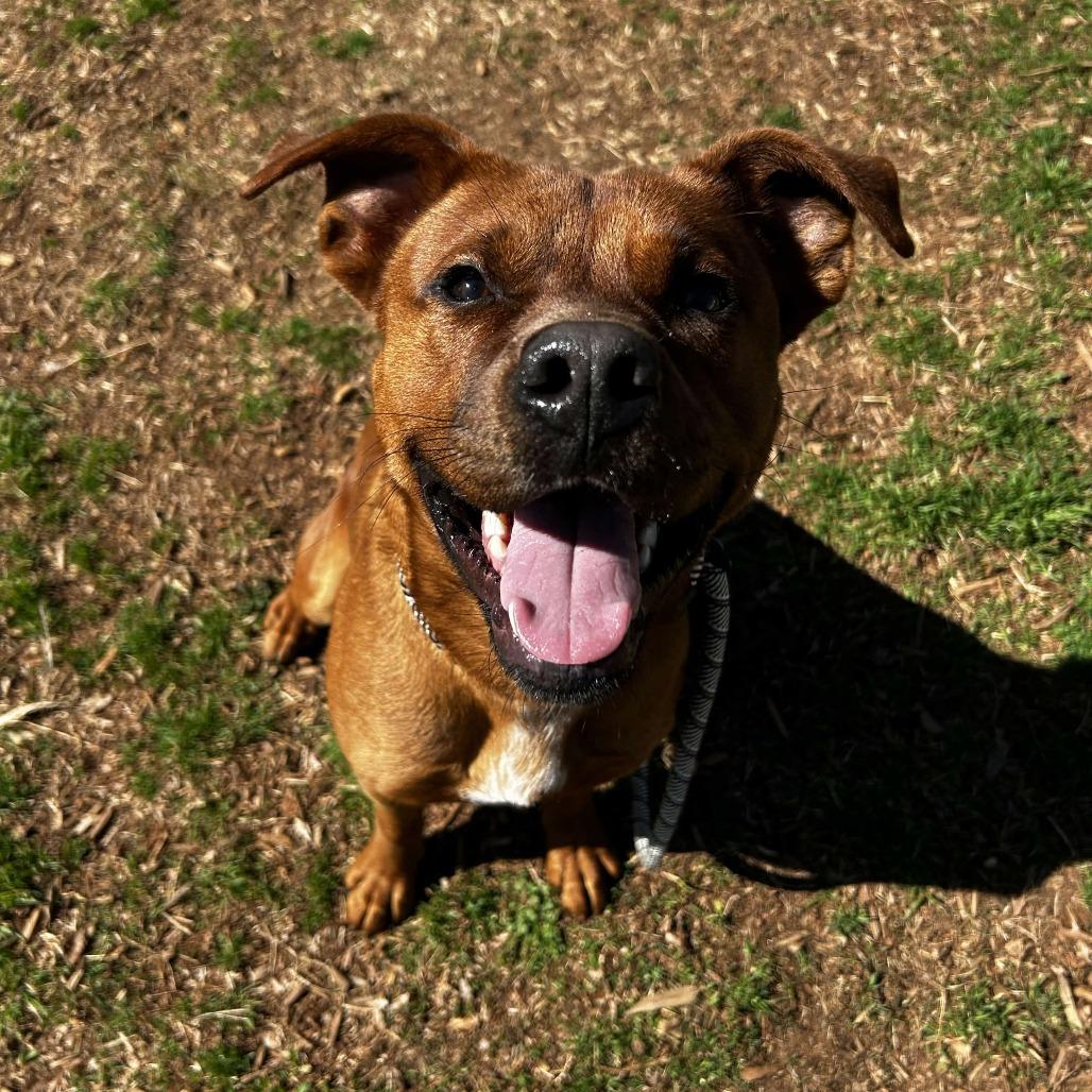 Enlarge Bumper, a Adoptable mixed breed in Greenville, SC image 1/6