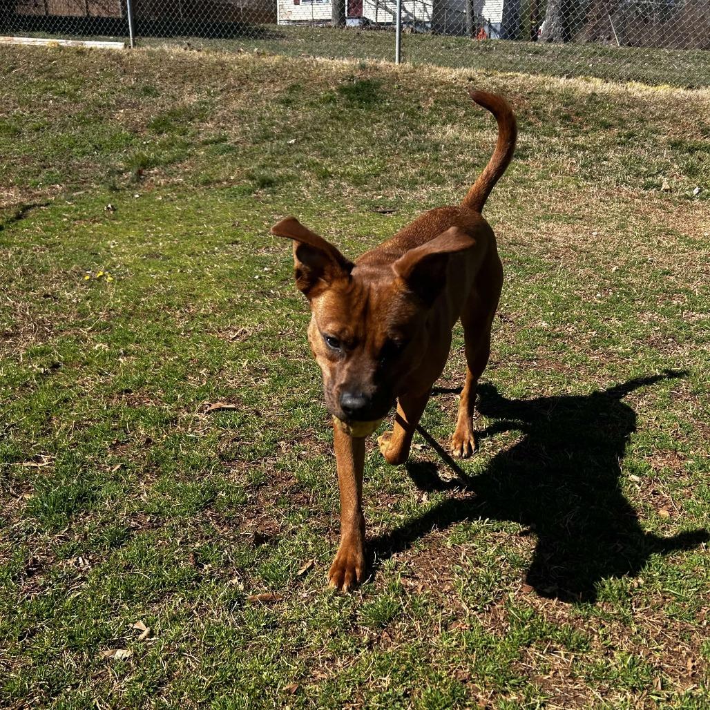 Enlarge Bumper, a Adoptable mixed breed in Greenville, SC image 3/6