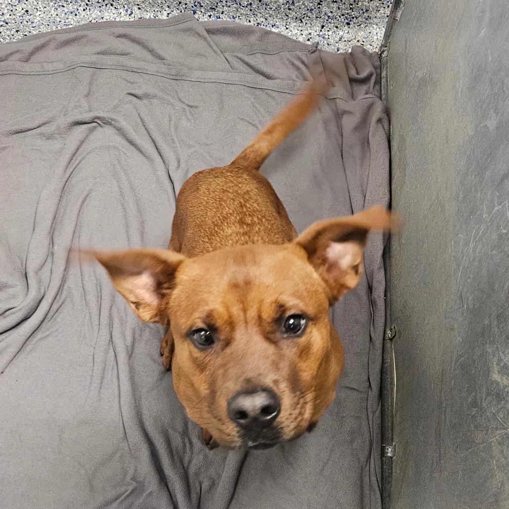 Enlarge Bumper, a Adoptable mixed breed in Greenville, SC image 4/6