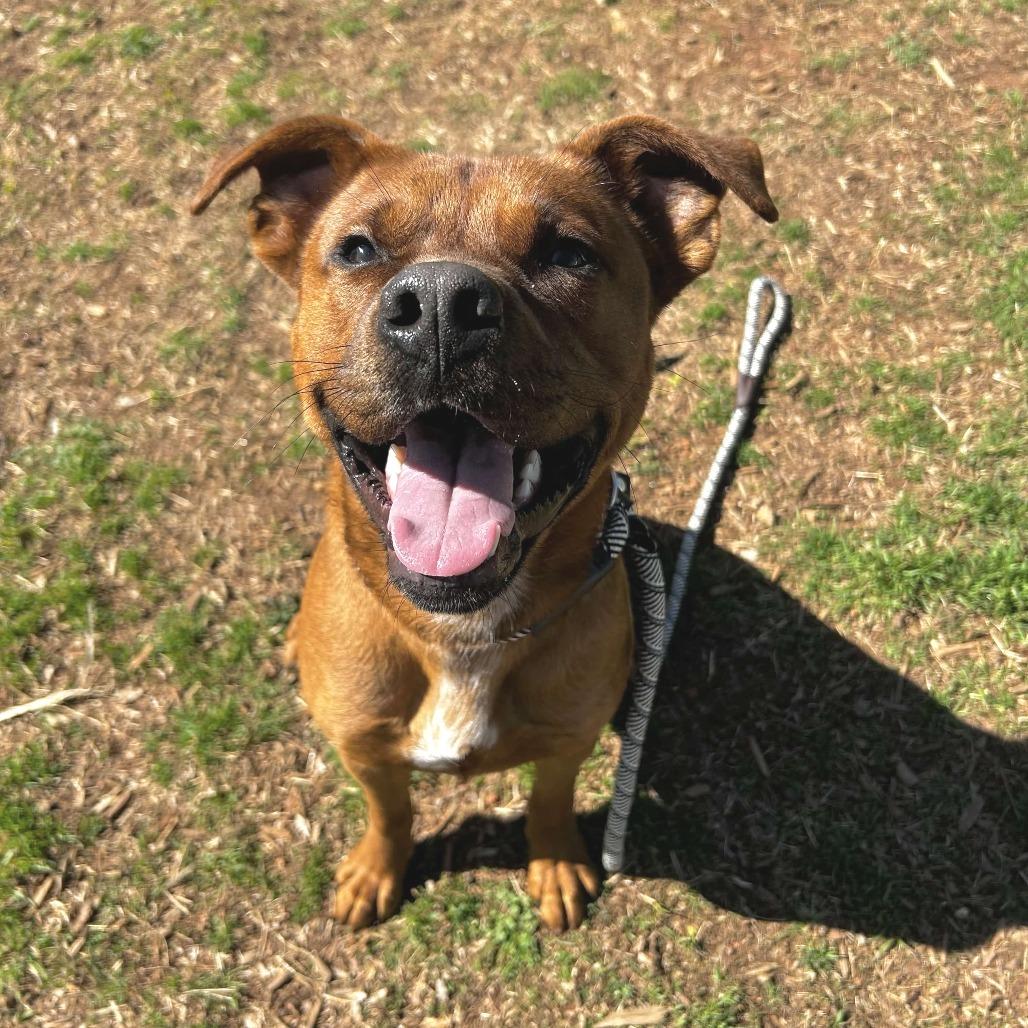 Enlarge Bumper, a Adoptable mixed breed in Greenville, SC image 5/6