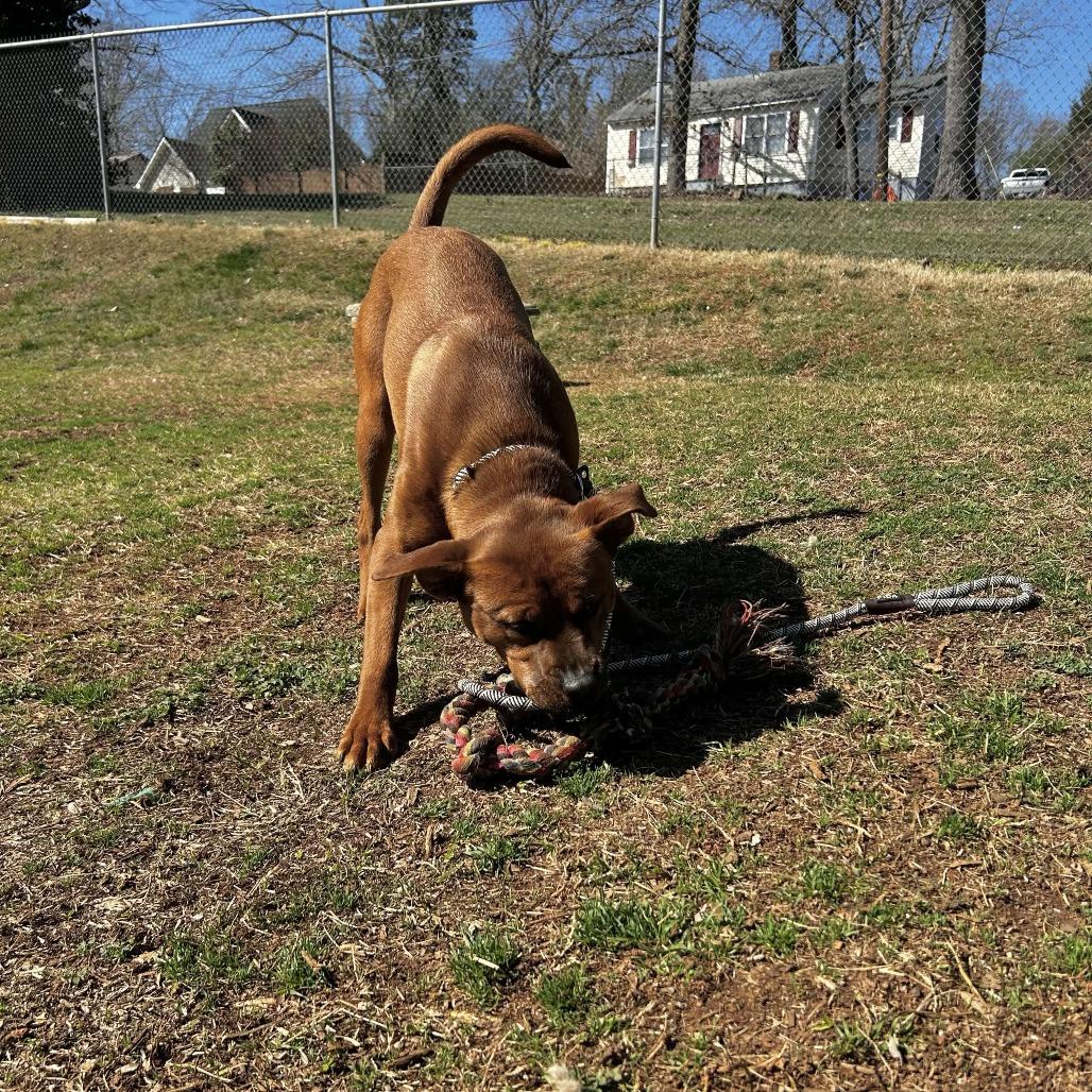 Enlarge Bumper, a Adoptable mixed breed in Greenville, SC image 6/6