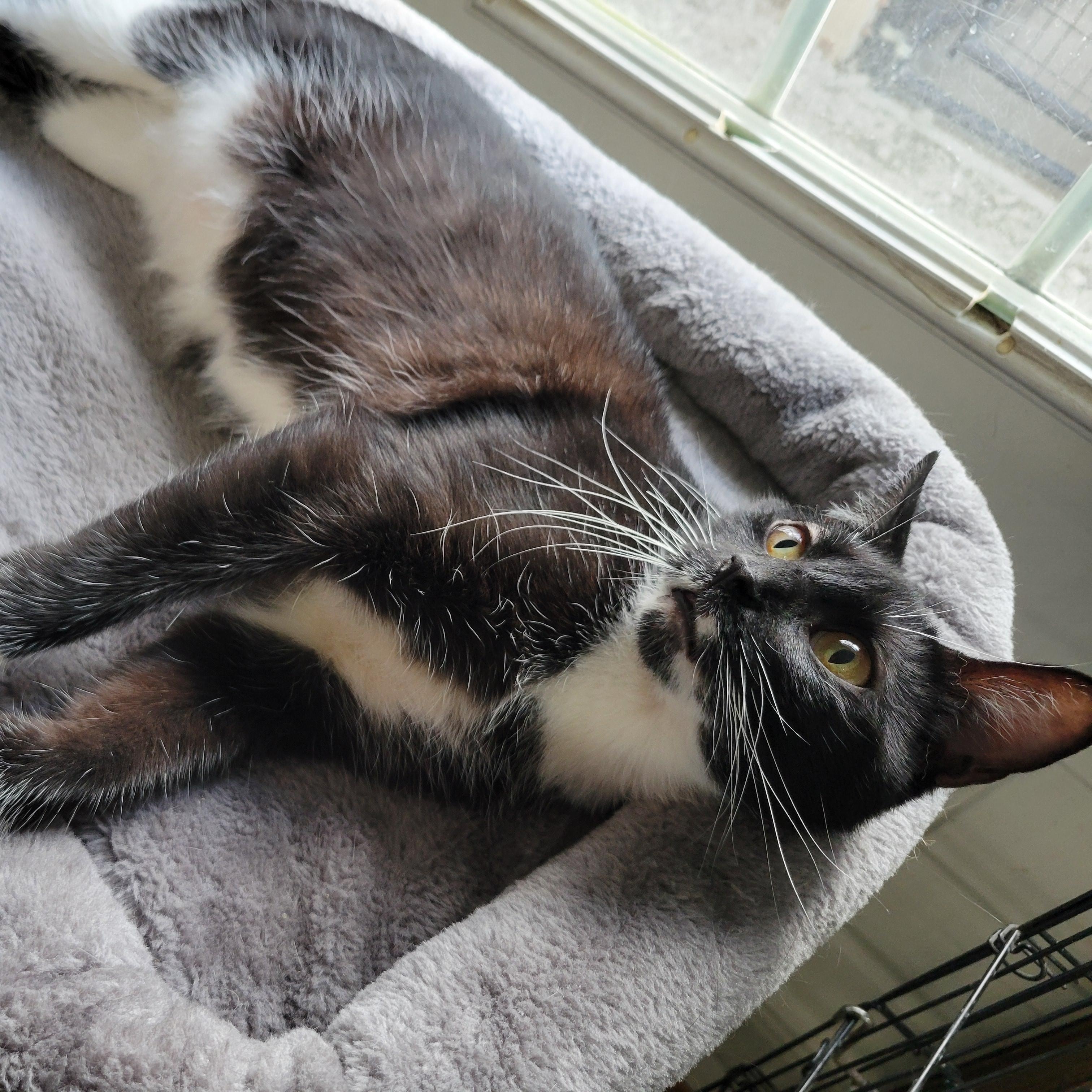 Sharla, a Adoptable Domestic Short Hair in Clarinda, IA image 3/3