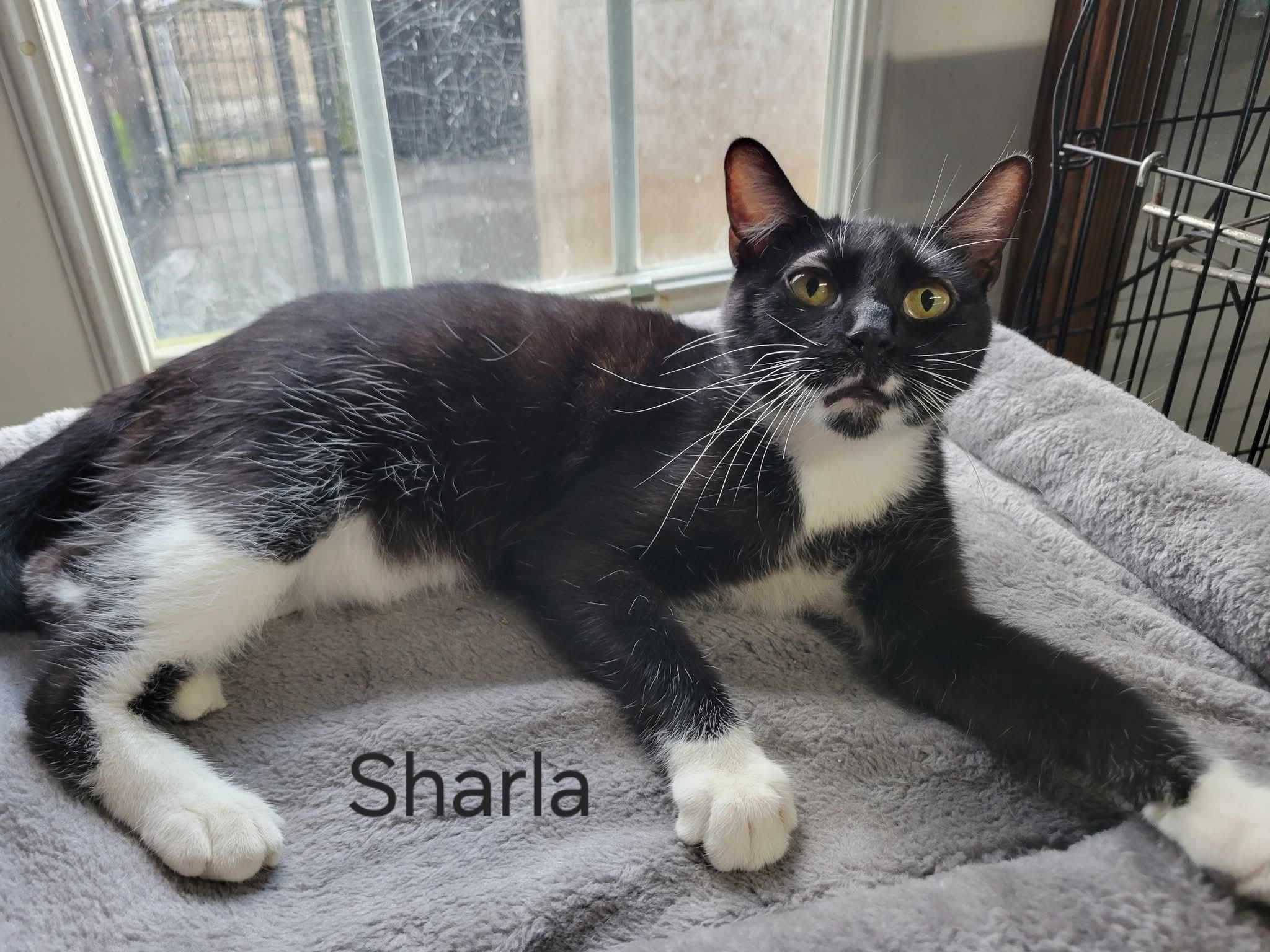 Sharla, Adoptable, Adult Female Domestic Short Hair.