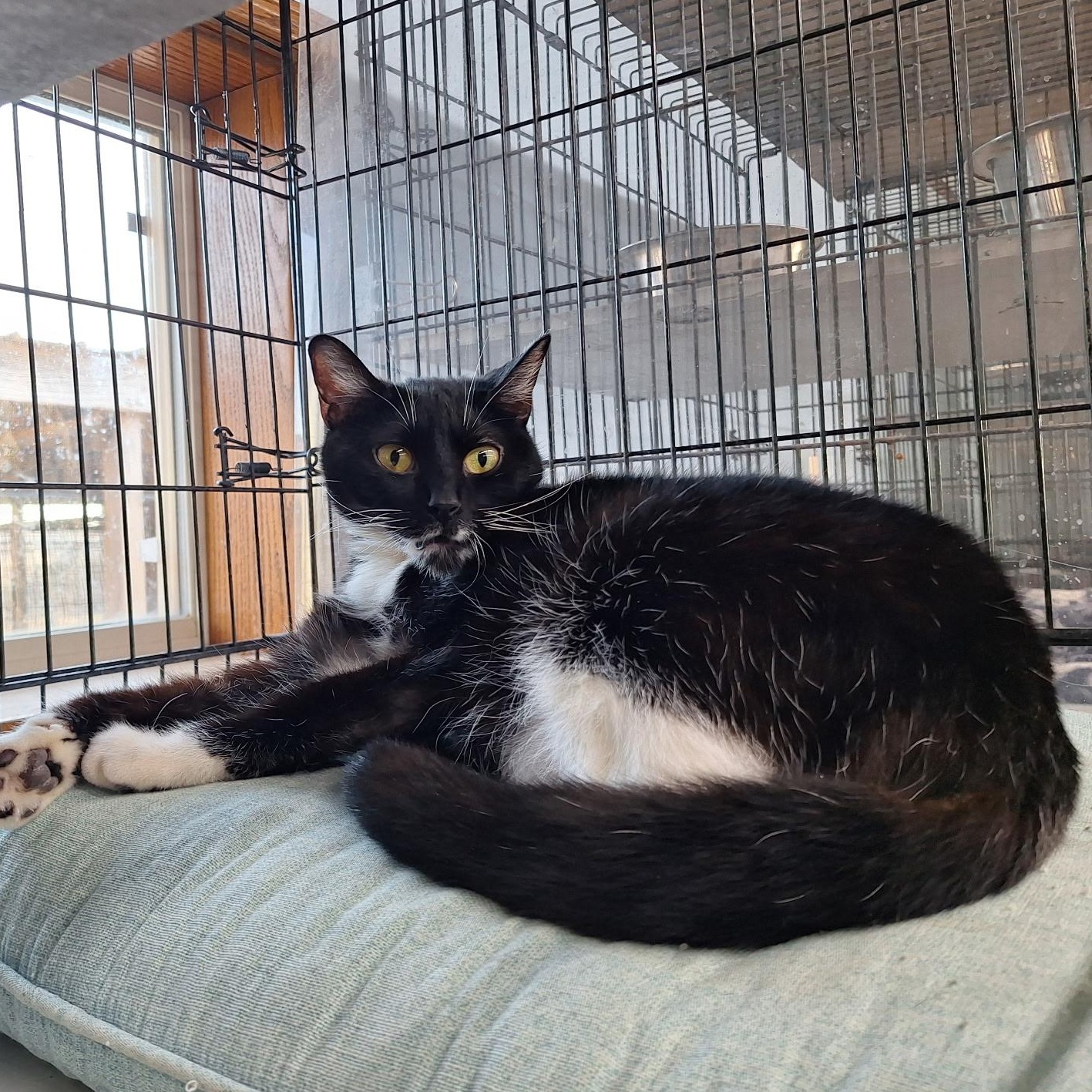 Enlarge Sharla, a Adoptable Domestic Short Hair in Clarinda, IA image 2/5