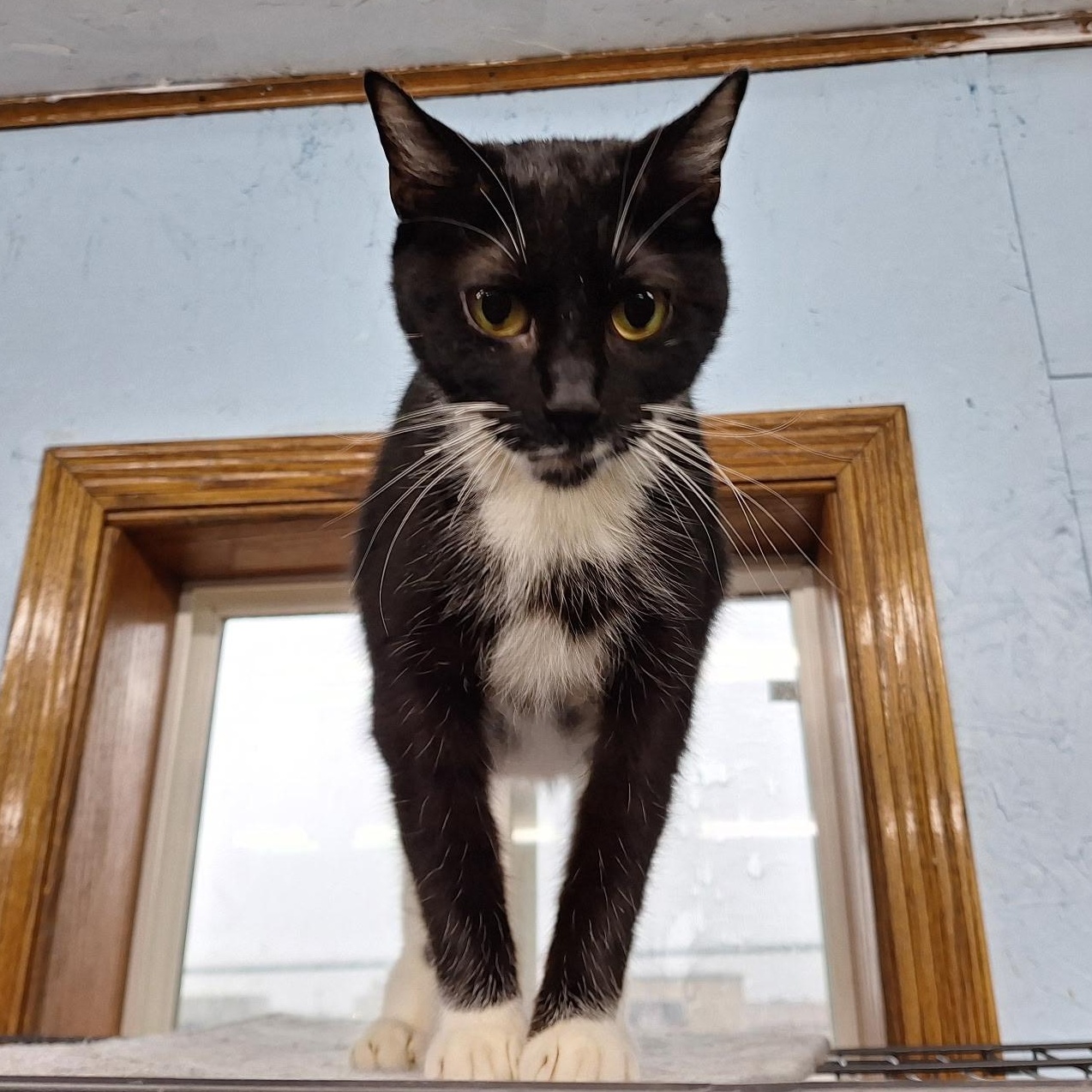 Enlarge Sharla, a Adoptable Domestic Short Hair in Clarinda, IA image 1/5