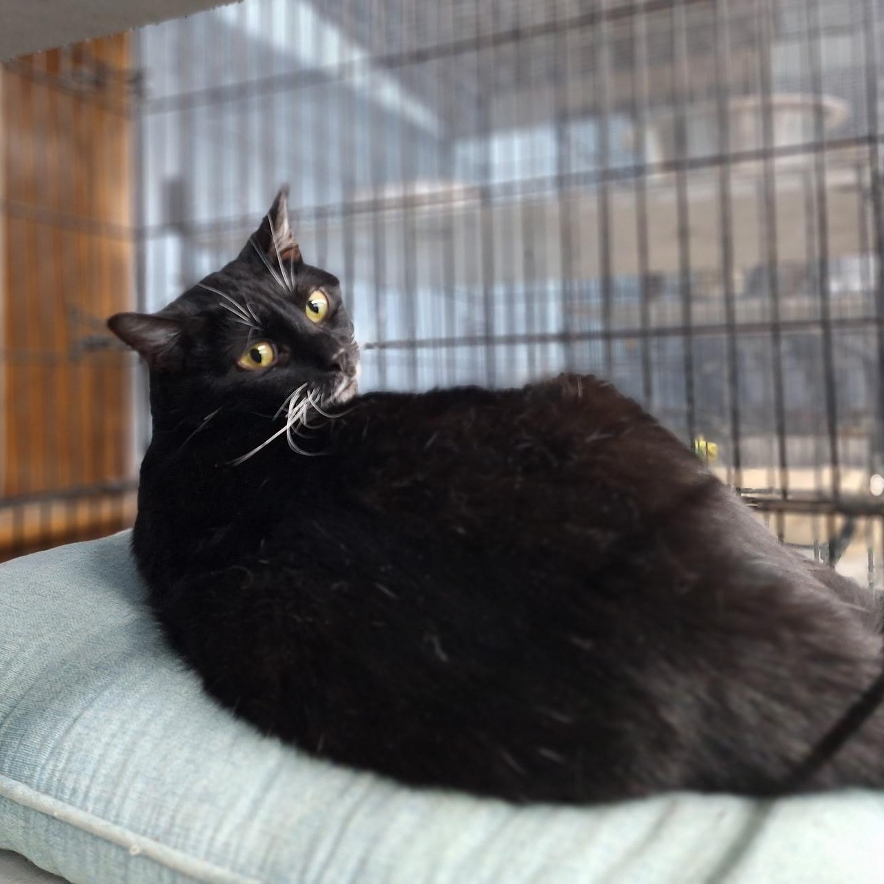 Enlarge Sharla, a Adoptable Domestic Short Hair in Clarinda, IA image 5/5