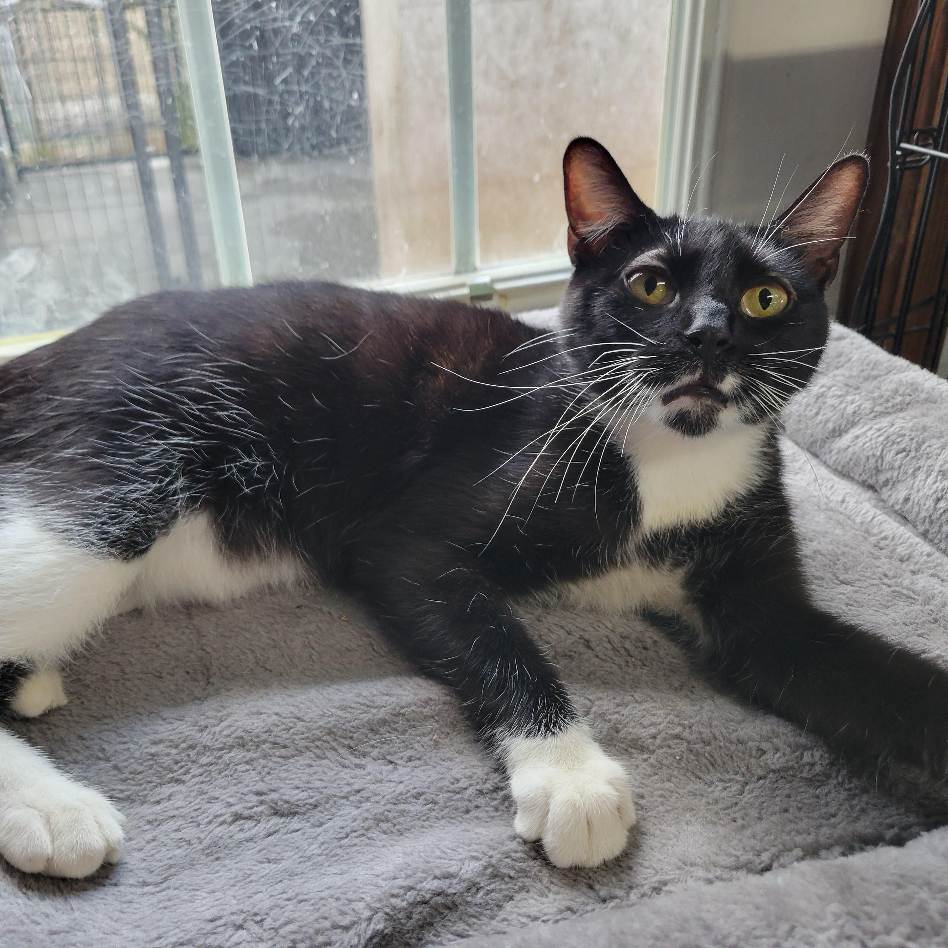 Sharla, Adoptable, Adult Female Domestic Short Hair.