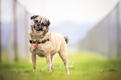Fiona, Adoptable, Adult Female Pug & Chihuahua.