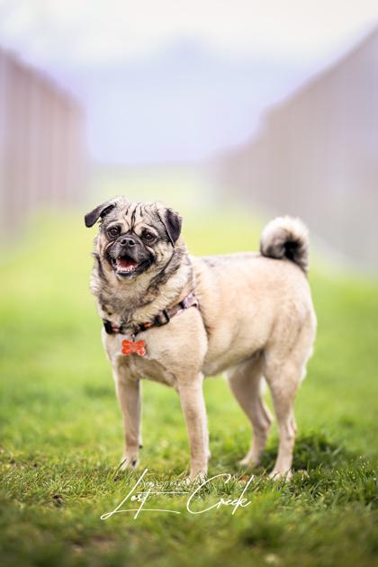 Enlarge Fiona, a Adoptable mixed breed in Kalispell, MT image 2/3