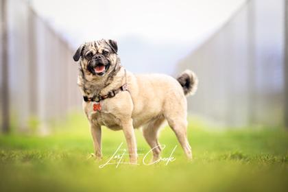 Enlarge Fiona, a Adoptable mixed breed in Kalispell, MT image 3/3