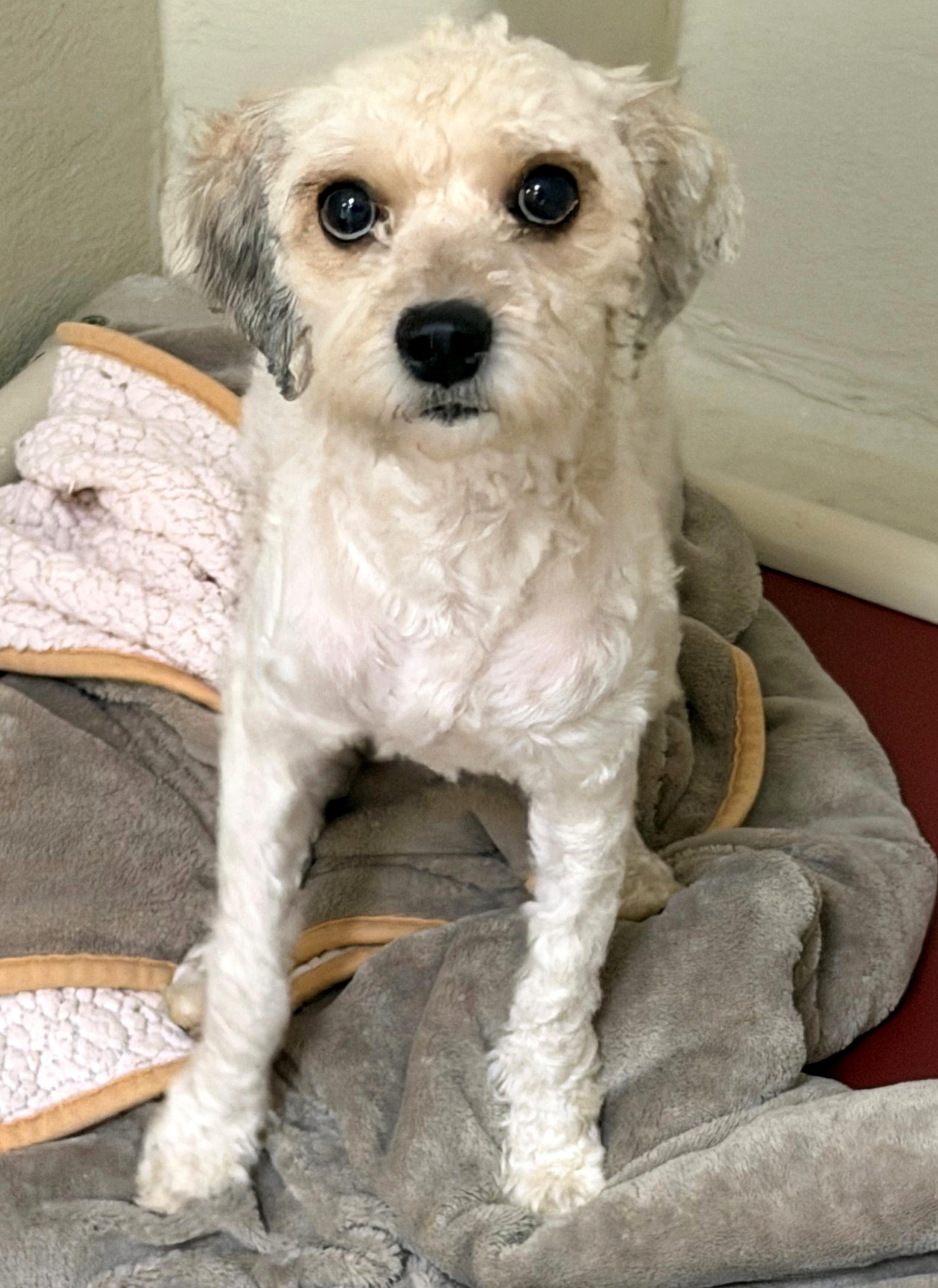 Enlarge Dior (53369), an adopted mixed breed in Columbia, MD image 1/2