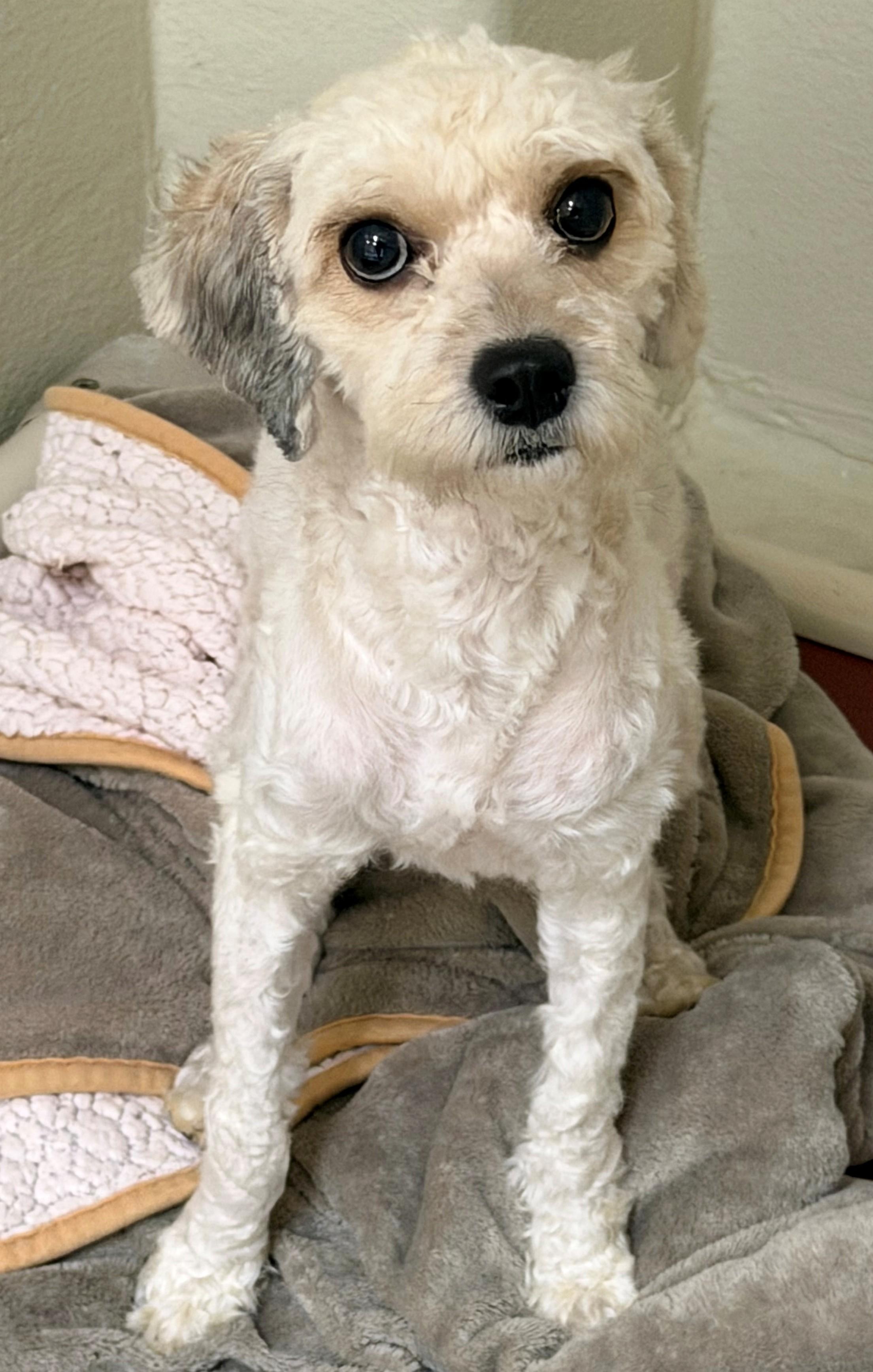 Enlarge Dior (53369), an adopted mixed breed in Columbia, MD image 2/2