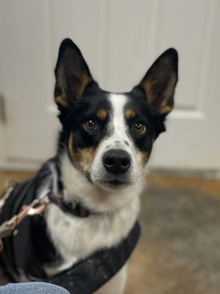 Rockey, Adopted, Young Male Australian Shepherd.