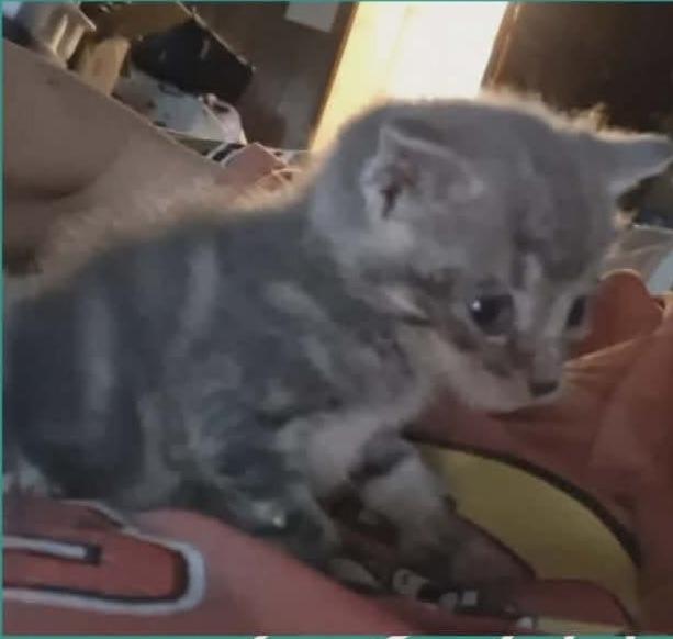 Maple, Adoptable, Kitten Female Domestic Short Hair.