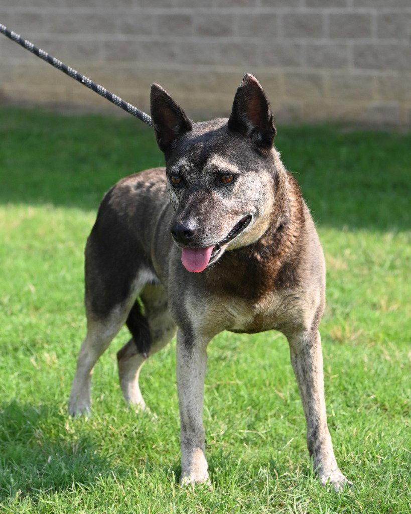Gertie - HHS RRP, Adoptable, Senior Female Shepherd & Terrier.