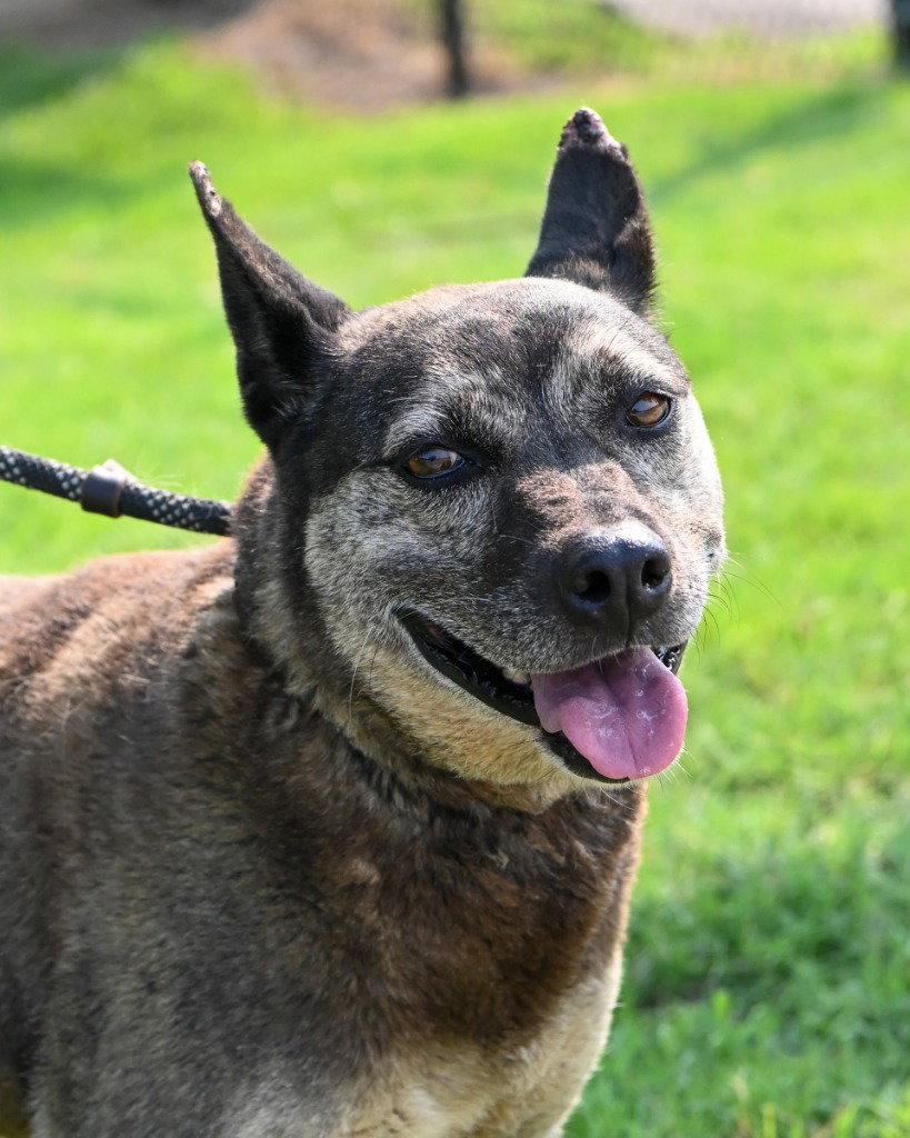 Gertie - HHS RRP, a Adoptable mixed breed in Glen Allen, VA image 2/3