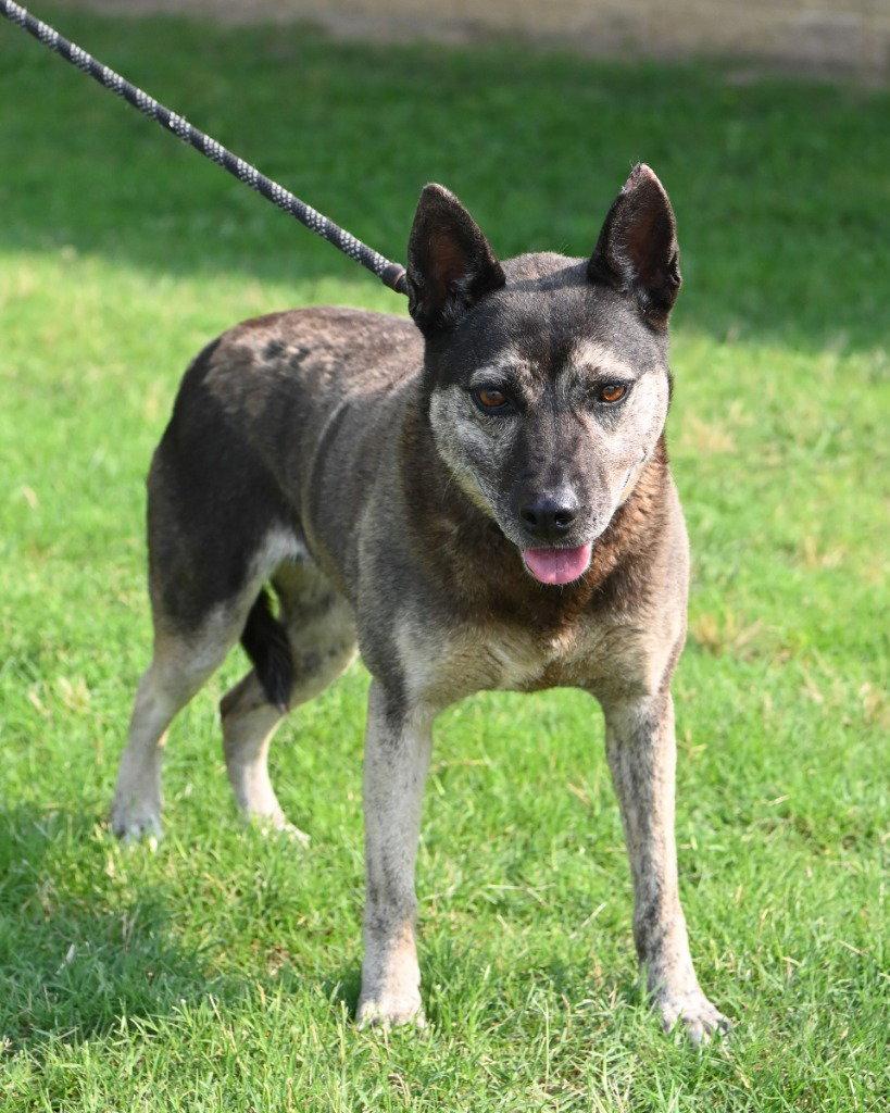 Gertie - HHS RRP, a Adoptable mixed breed in Glen Allen, VA image 3/3