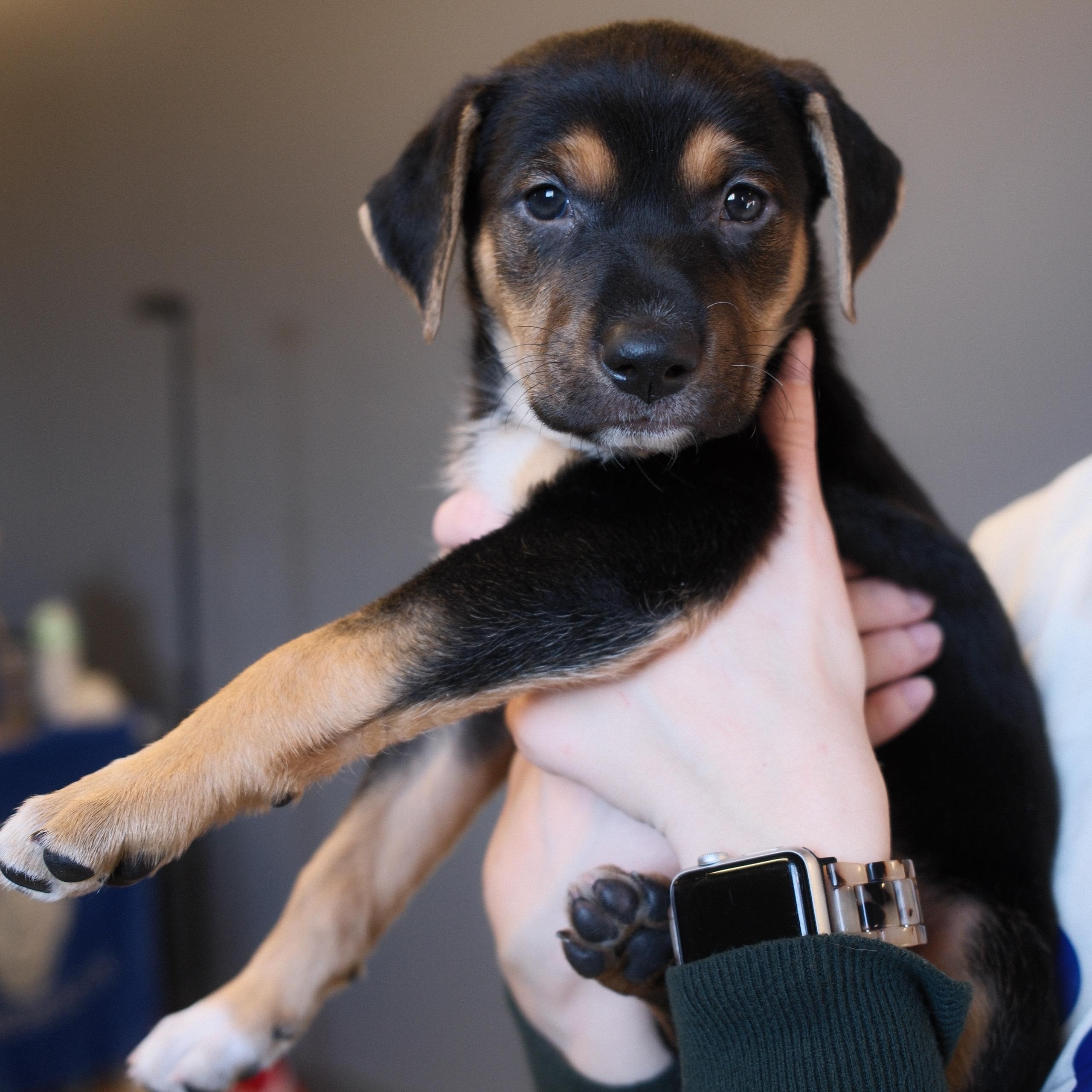 Brandi, Adoptable, Puppy Female Shepherd.