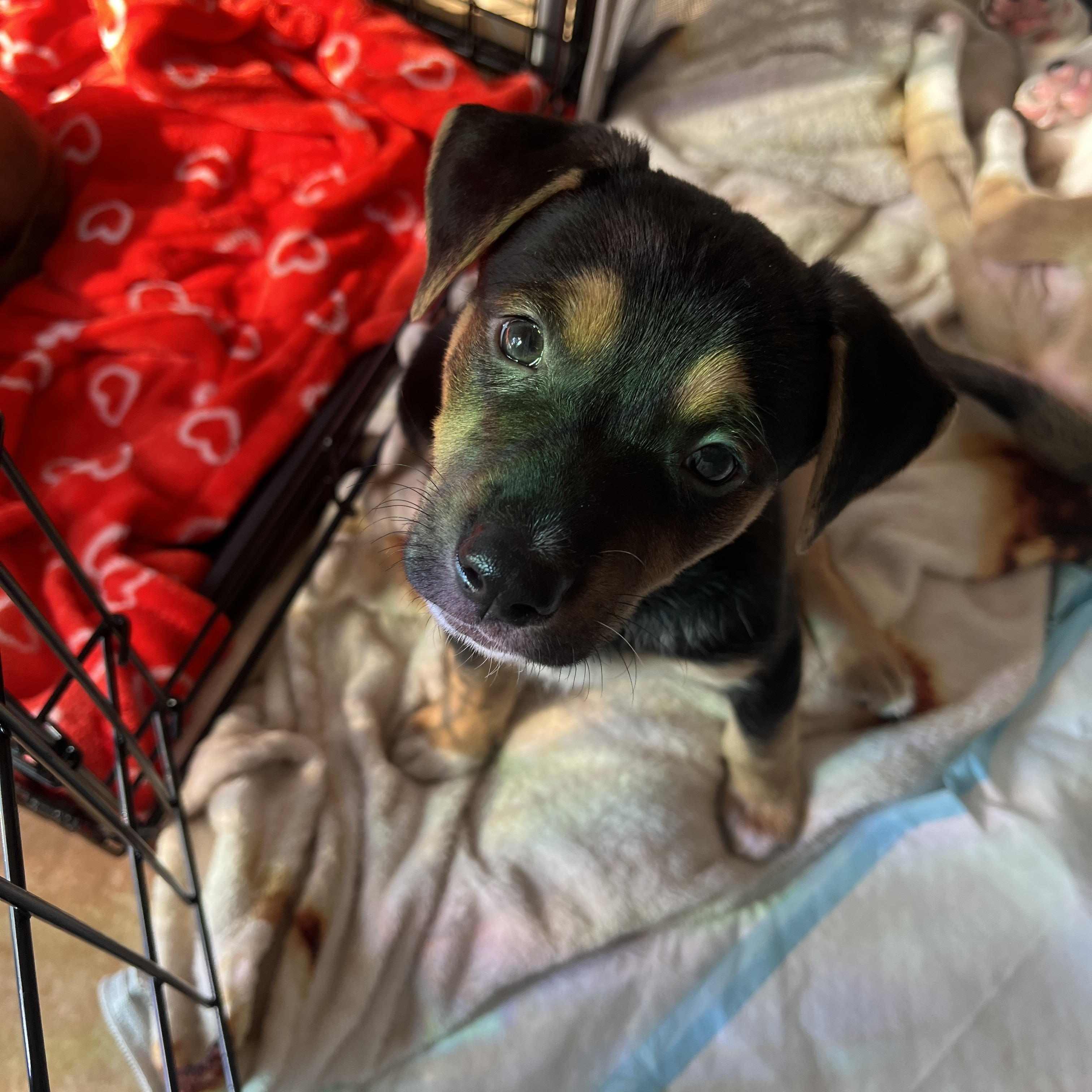 Enlarge Brandi, a Adoptable mixed breed in Franklin, TN image 2/5