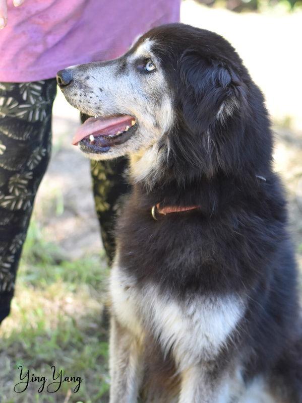 Enlarge Ying Yang, a Adoptable Husky in Montgomery, TX image 2/3