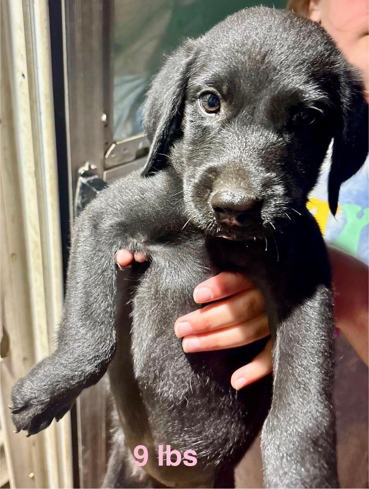 Enlarge Dagenais / Faye, a Adopted mixed breed in Broomfield, CO image 1/1