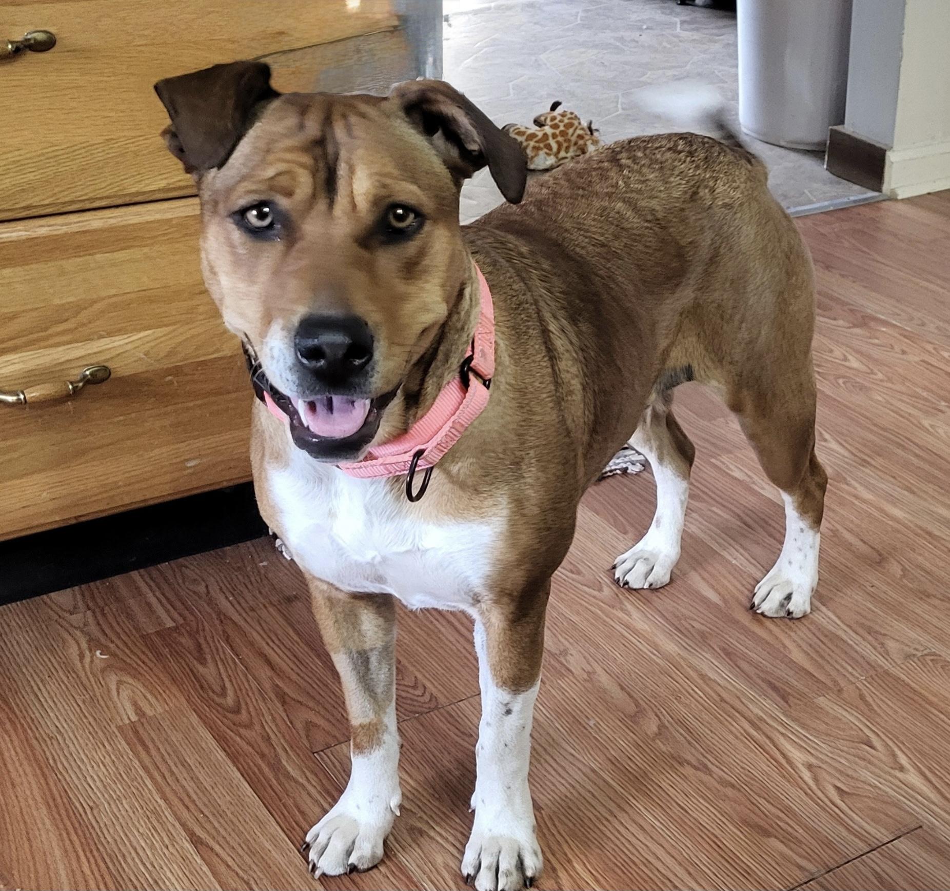 Enlarge Brownie, a Adoptable mixed breed in Shelton, CT image 4/6