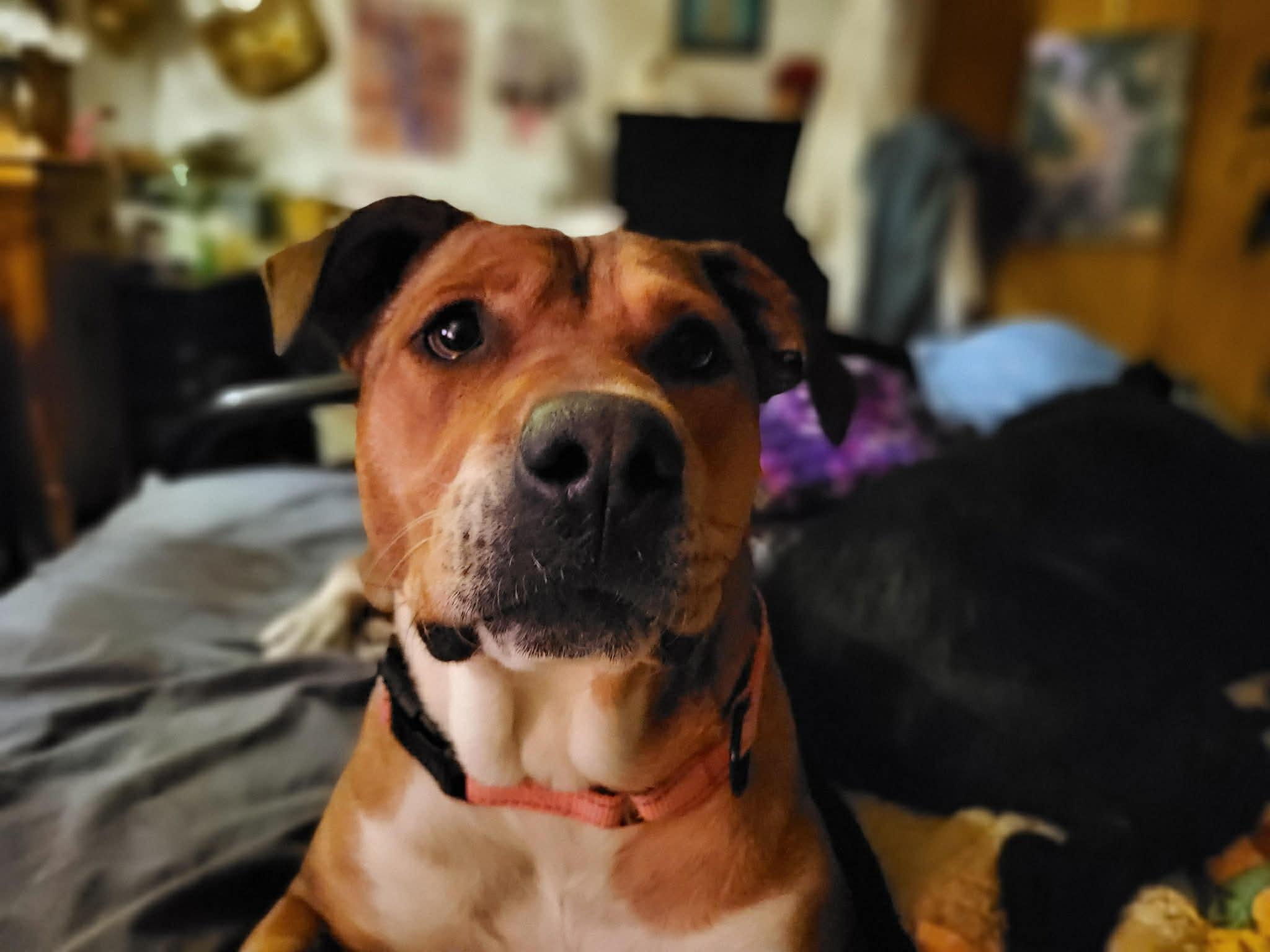 Enlarge Brownie, a Adoptable mixed breed in Shelton, CT image 6/6