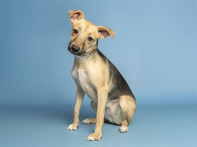 Enlarge BELLE, a Adoptable mixed breed in Phoenix, AZ image 1/1