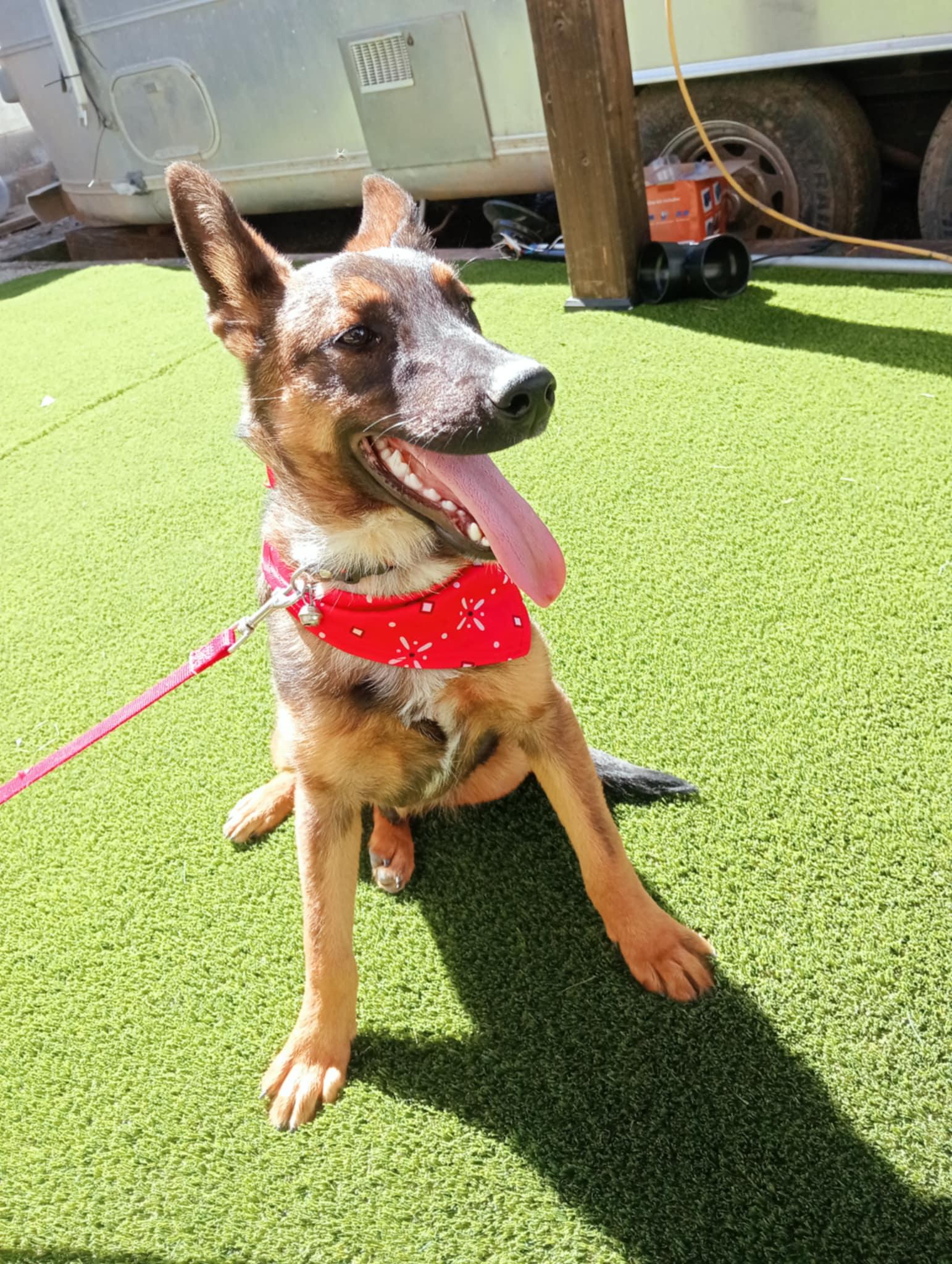 Enlarge Roko, a Adoptable mixed breed in Chula Vista, CA image 1/6