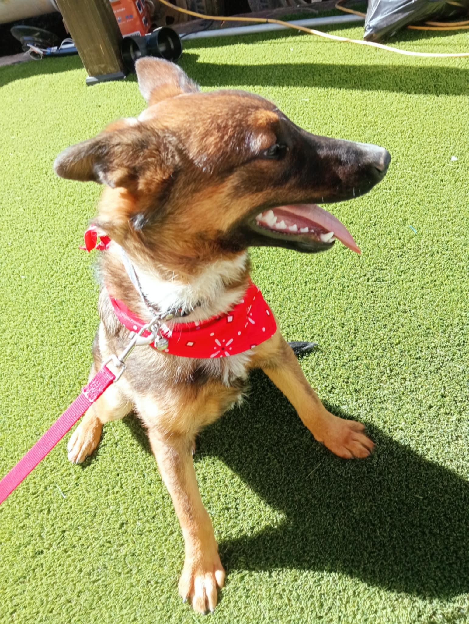 Enlarge Roko, a Adoptable mixed breed in Chula Vista, CA image 2/6