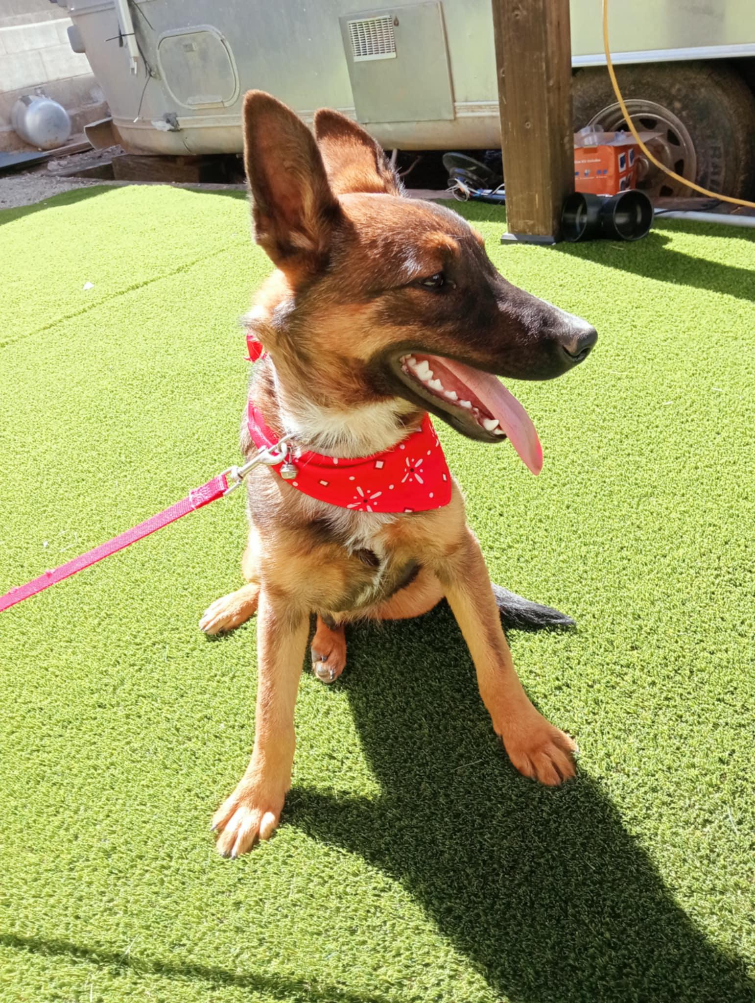 Enlarge Roko, a Adoptable mixed breed in Chula Vista, CA image 4/6