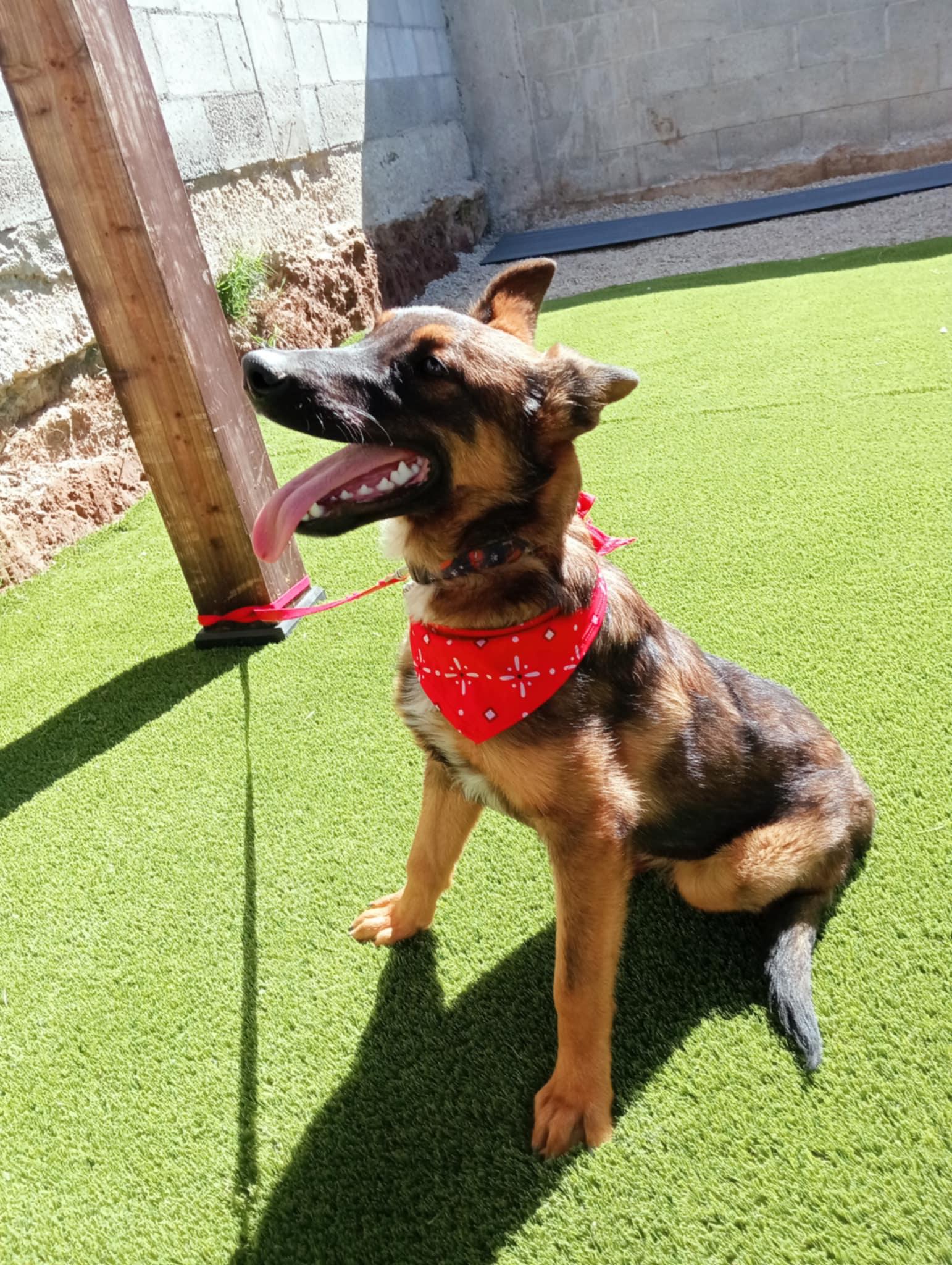Roko, Adoptable, Puppy Male German Shepherd Dog.