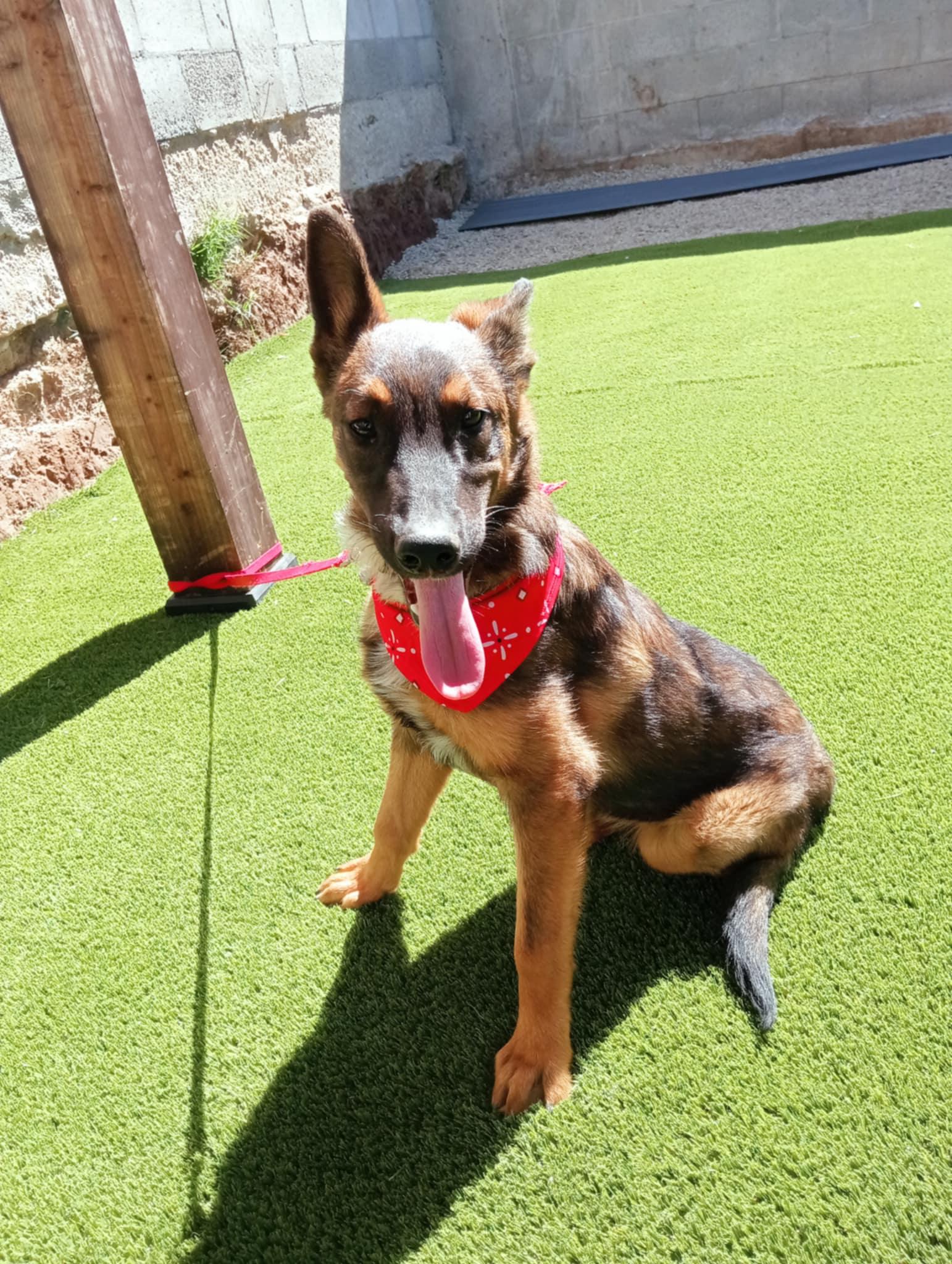 Enlarge Roko, a Adoptable mixed breed in Chula Vista, CA image 6/6