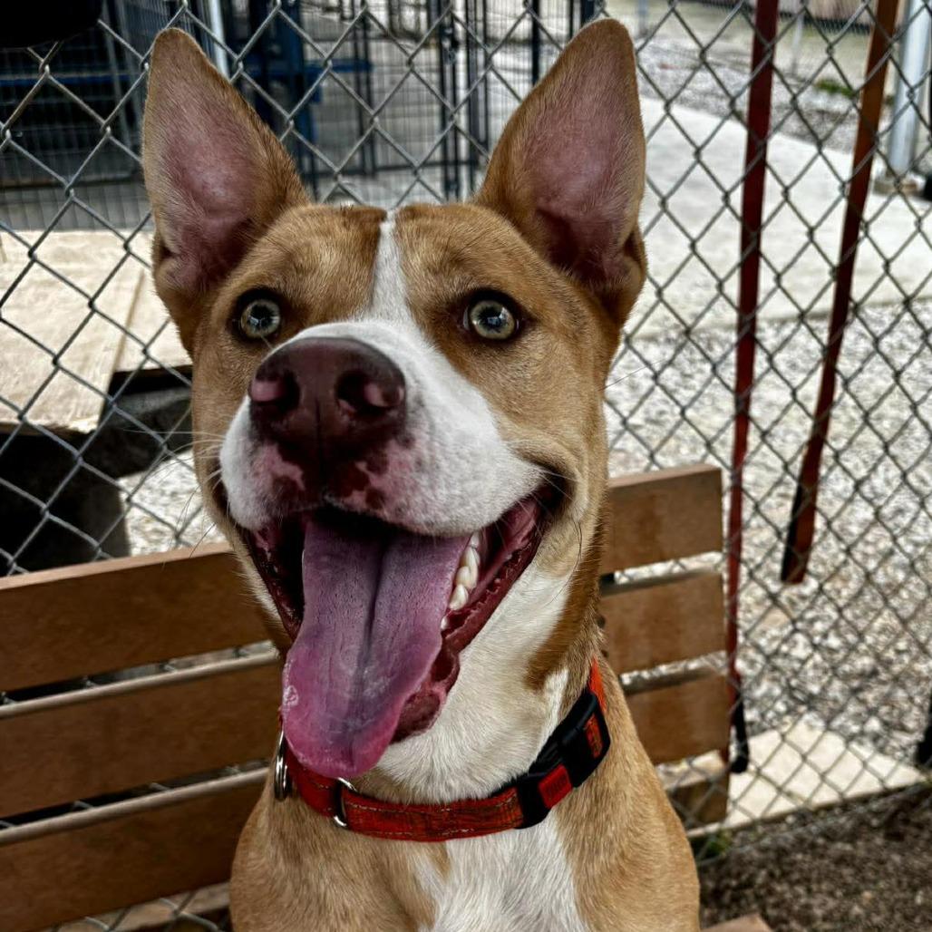 Bentley, Adoptable, Young Male Pit Bull Terrier.