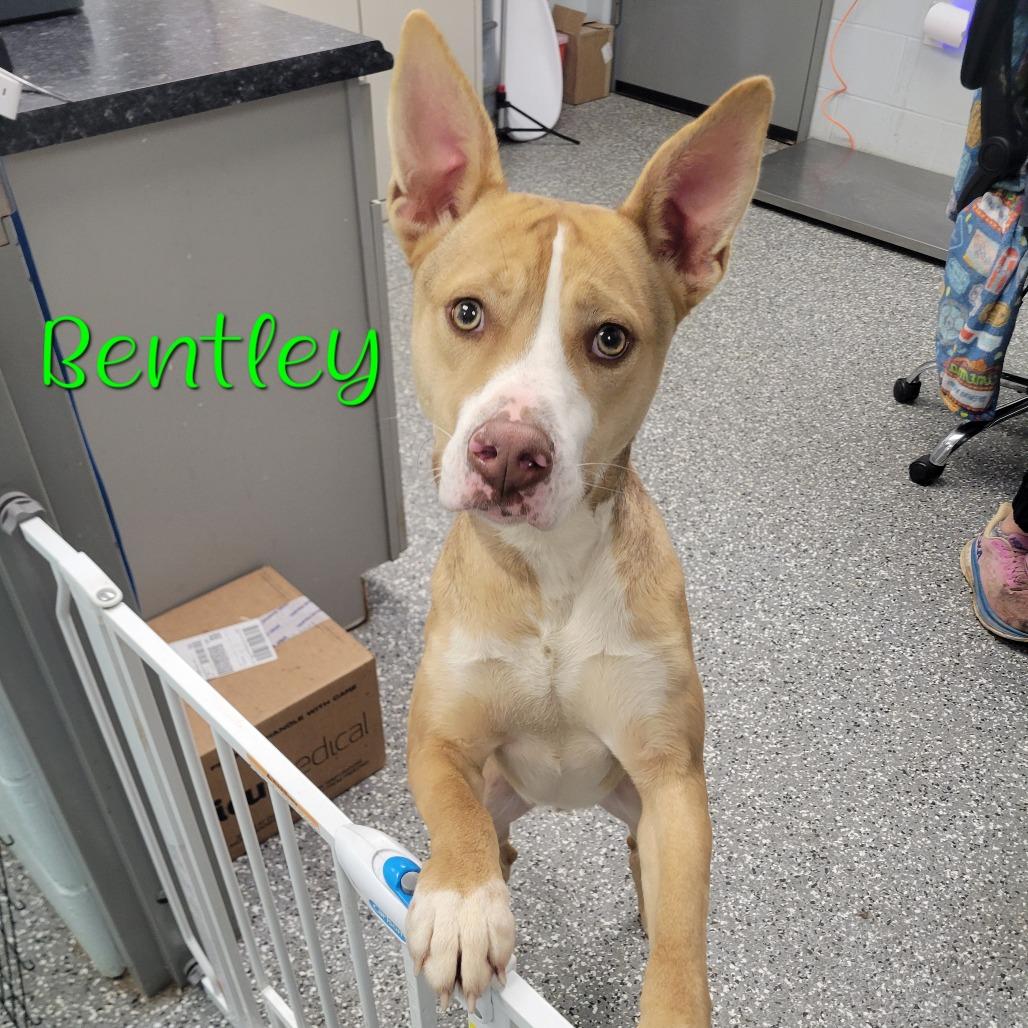 Bentley, Adoptable, Young Male Pit Bull Terrier.