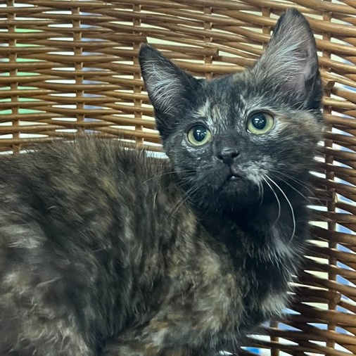 Wendy, an adopted Domestic Medium Hair in Quincy, IL_image-1