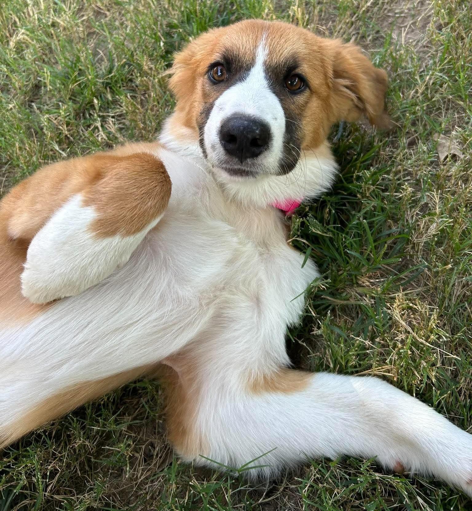Enlarge Ruth, a Adopted mixed breed in Tulsa, OK image 2/6