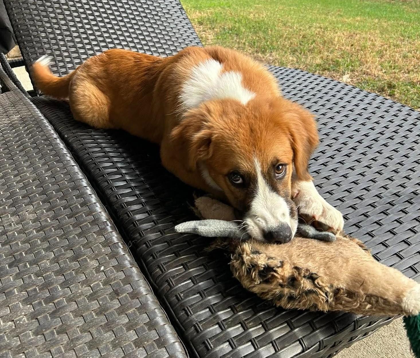 Enlarge Ruth, a Adopted mixed breed in Tulsa, OK image 6/6