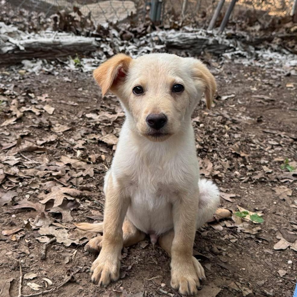 Connor, adopted, Puppy Male Labrador Retriever & Great Pyrenees.
