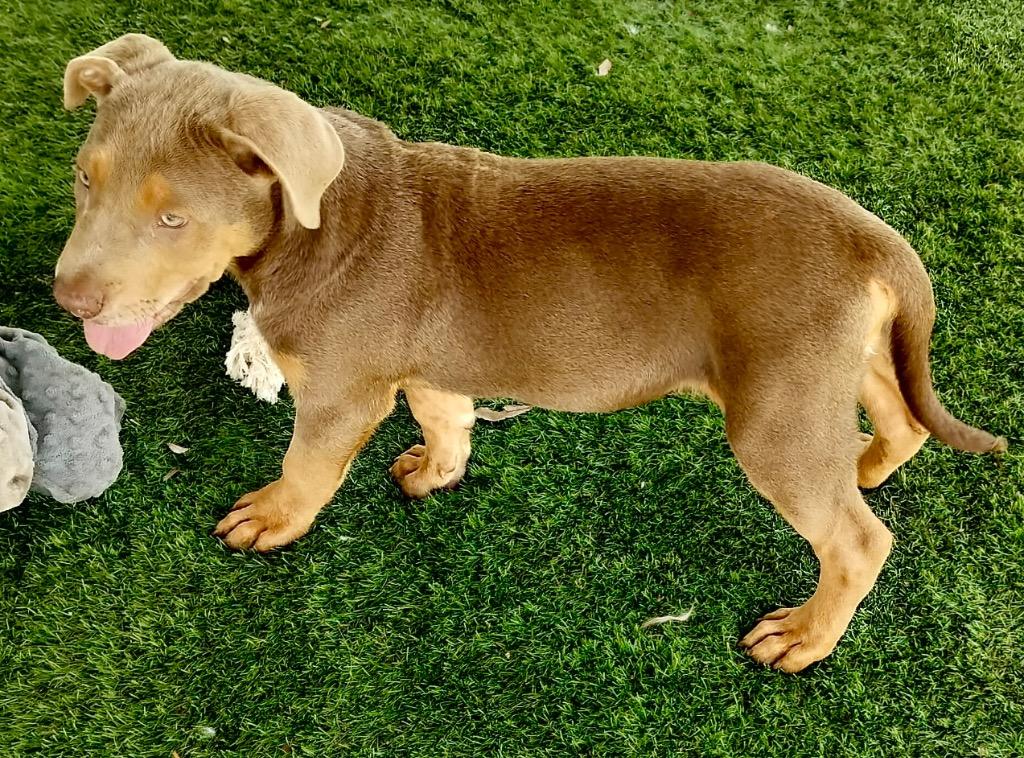 Aiden-4mo old puppy!, a Adoptable mixed breed in Fort Myers, FL image 1/2