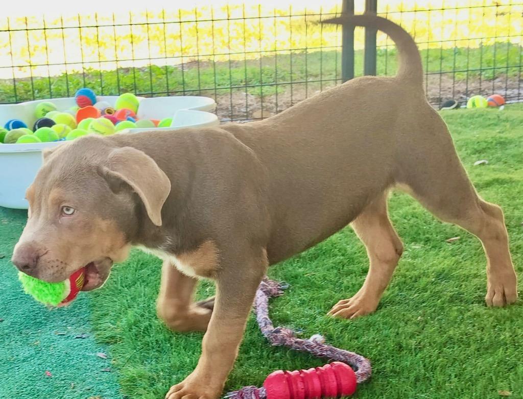 Aiden-4mo old puppy!, a Adoptable mixed breed in Fort Myers, FL image 2/2